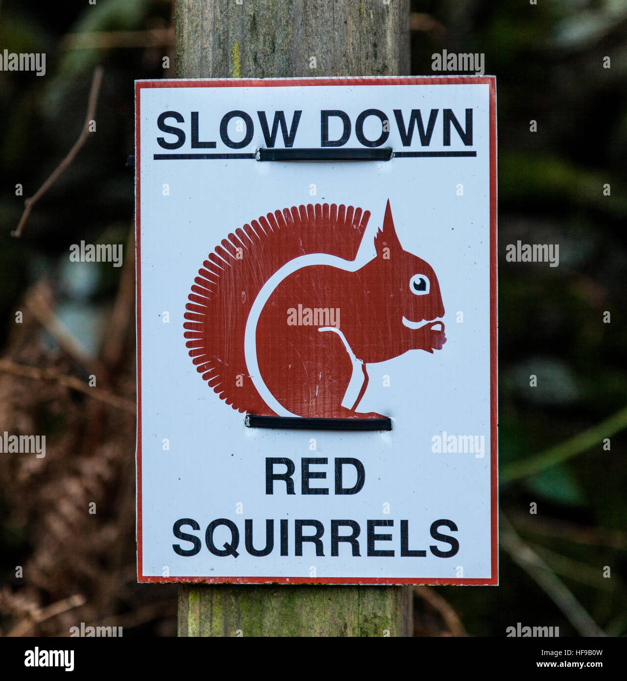 Panneau d'avertissement pour les écureuils rouges près de mousse blanche, commune du district du lac, Grasmere Cumbria, Banque D'Images