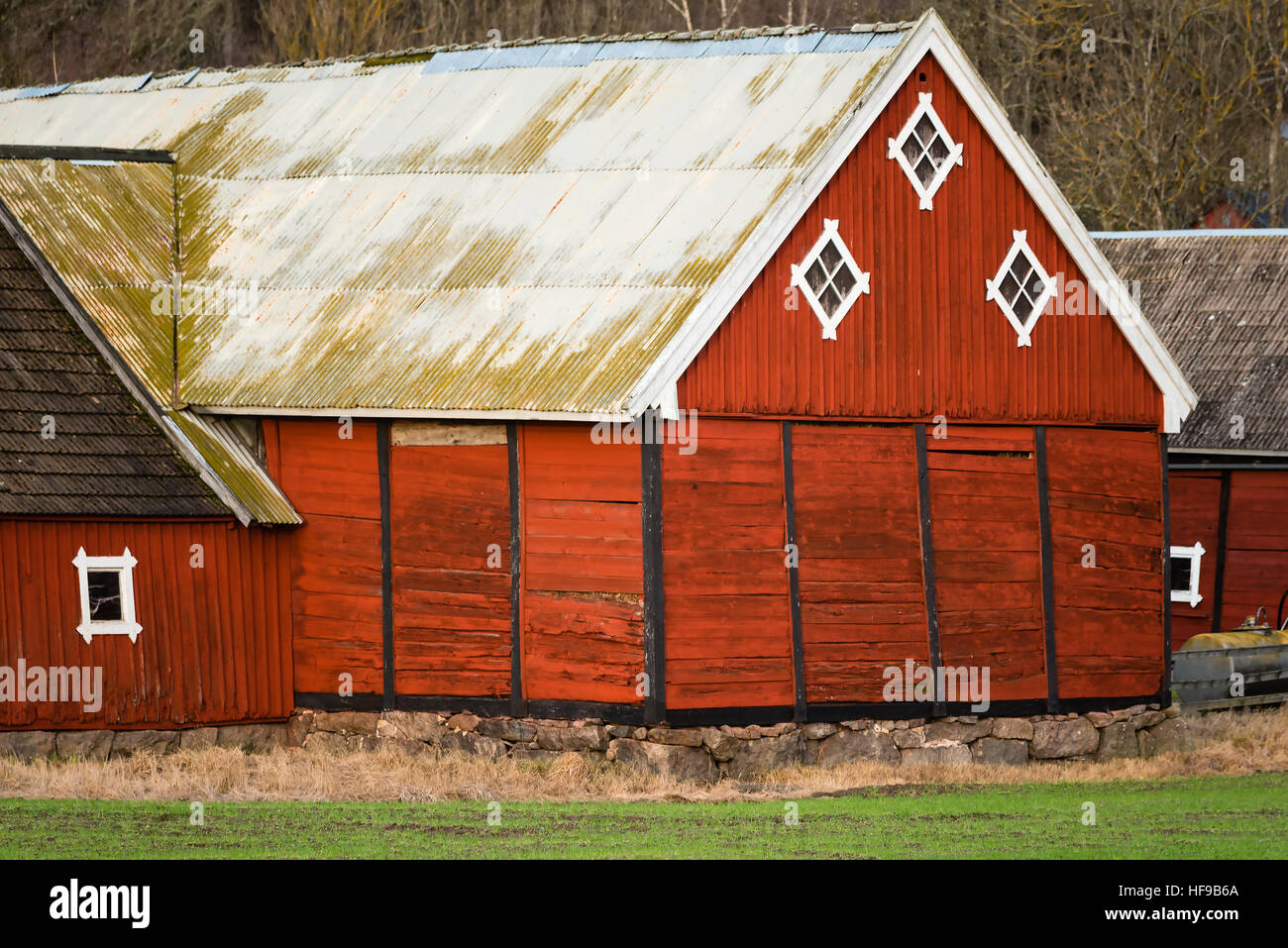 Ronneby, Suède - 27 décembre 2016 : Documentaire de vie rural en Suède. Grange en bois rouge avec gable champ wintergreen en premier plan. Banque D'Images