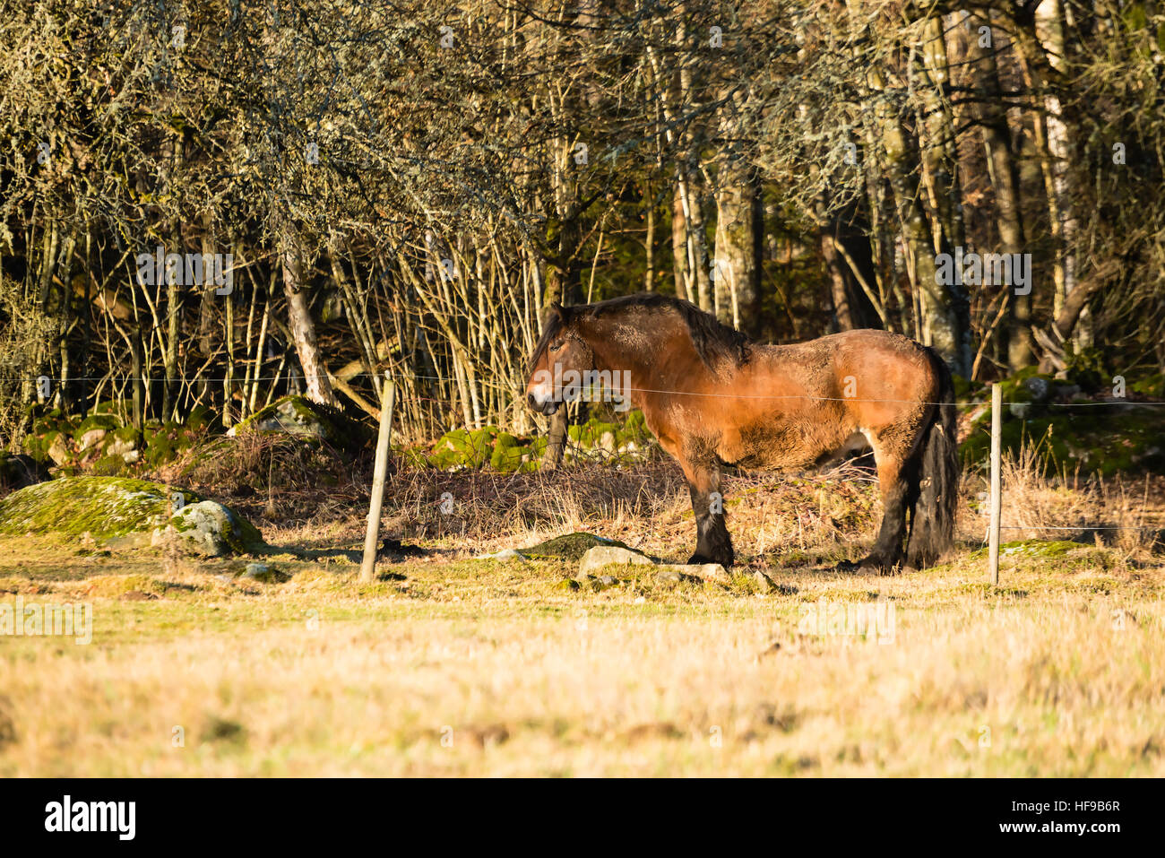 Un cheval de trait brun debout dans environnement boisé derrière clôture électrique. Banque D'Images