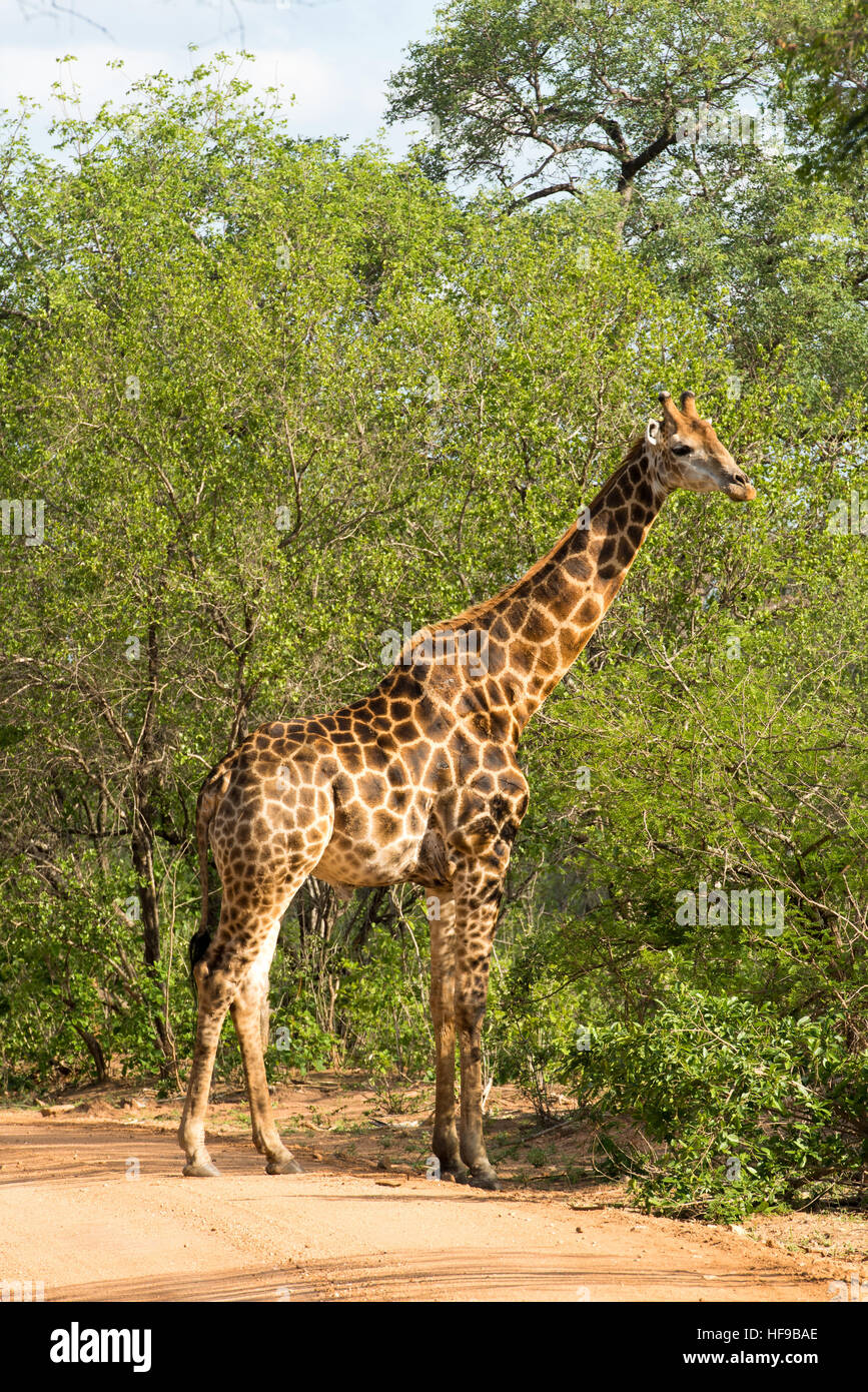 Le pâturage en forêt girafe Banque D'Images