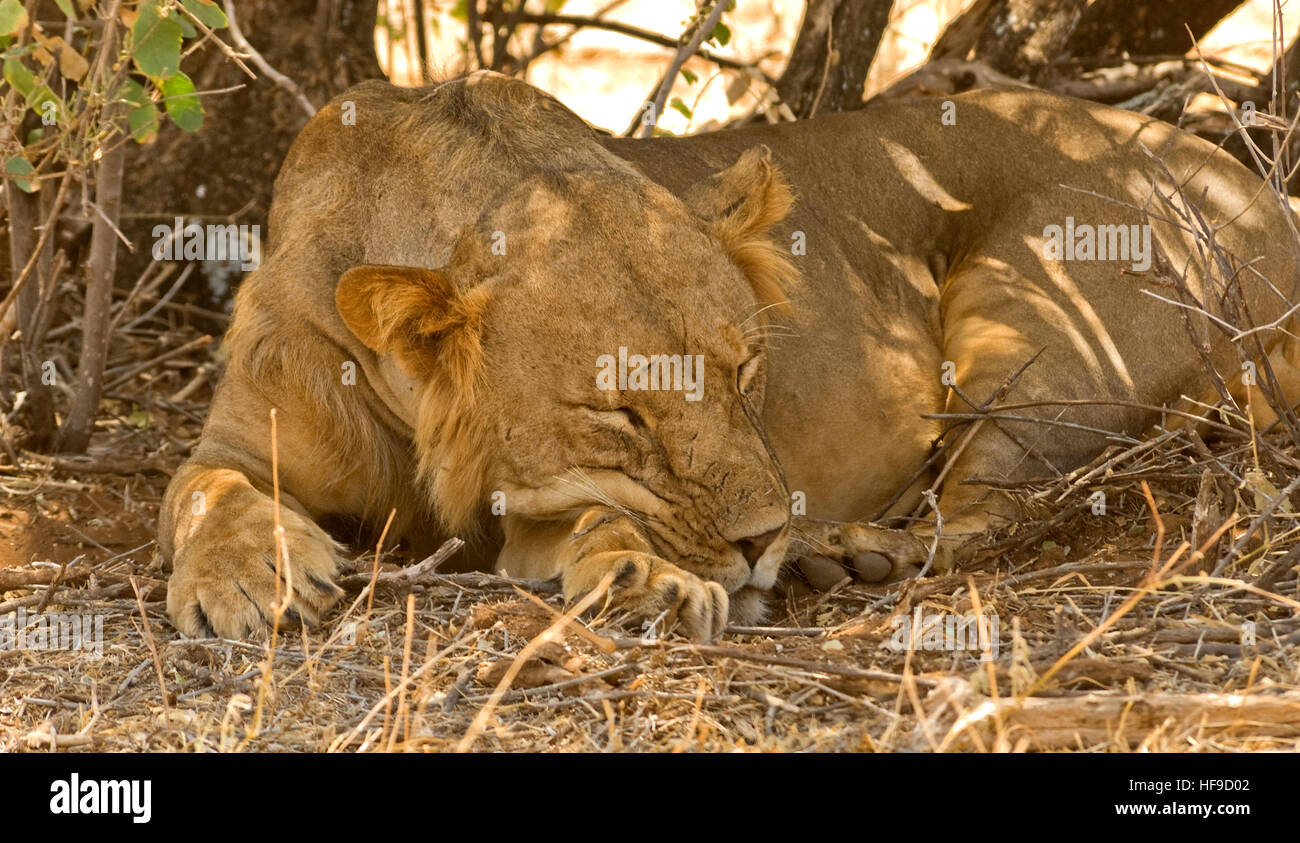Lion endormi Banque D'Images