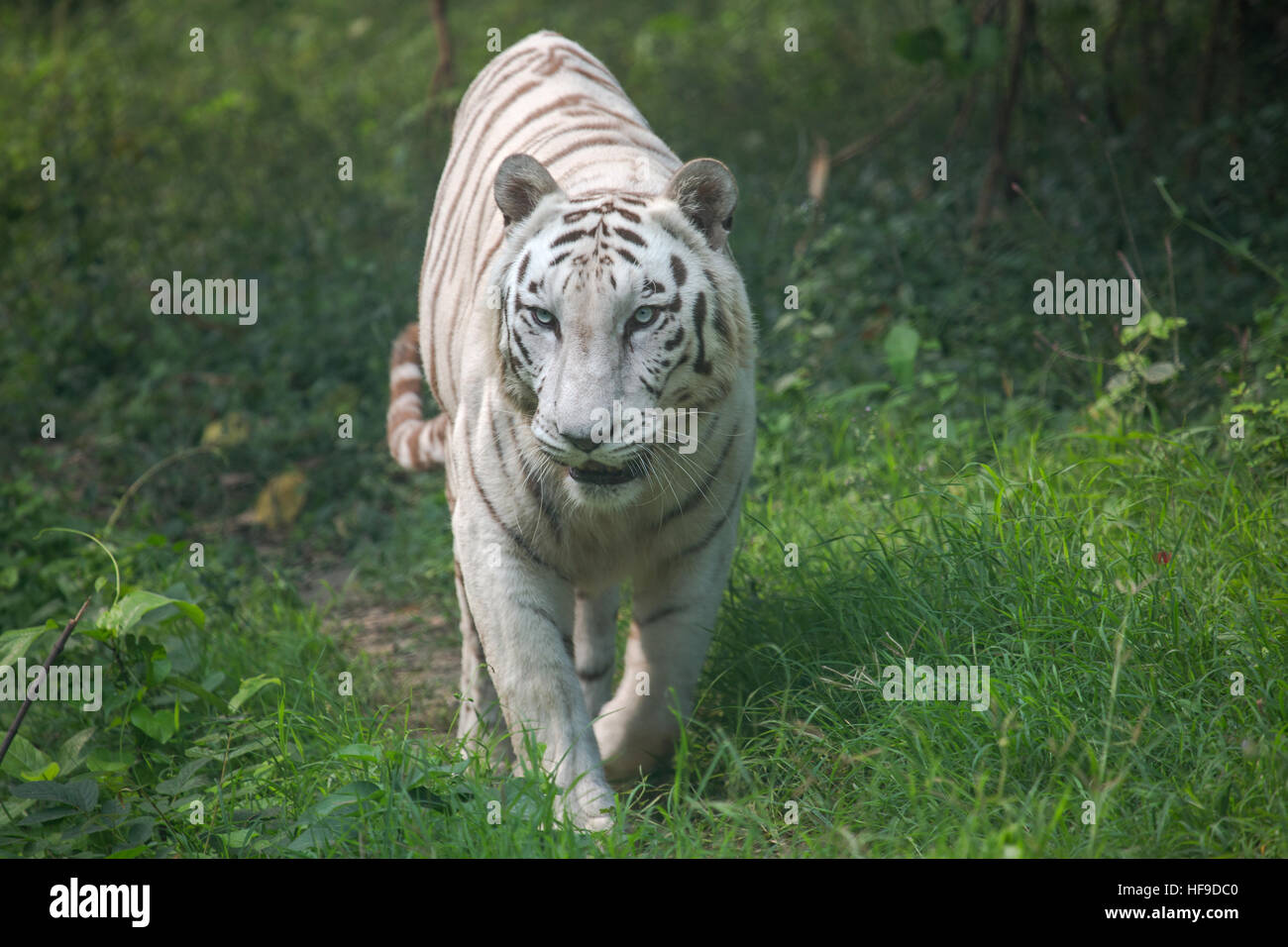 White bengal tiger standing Banque de photographies et d’images à haute ...