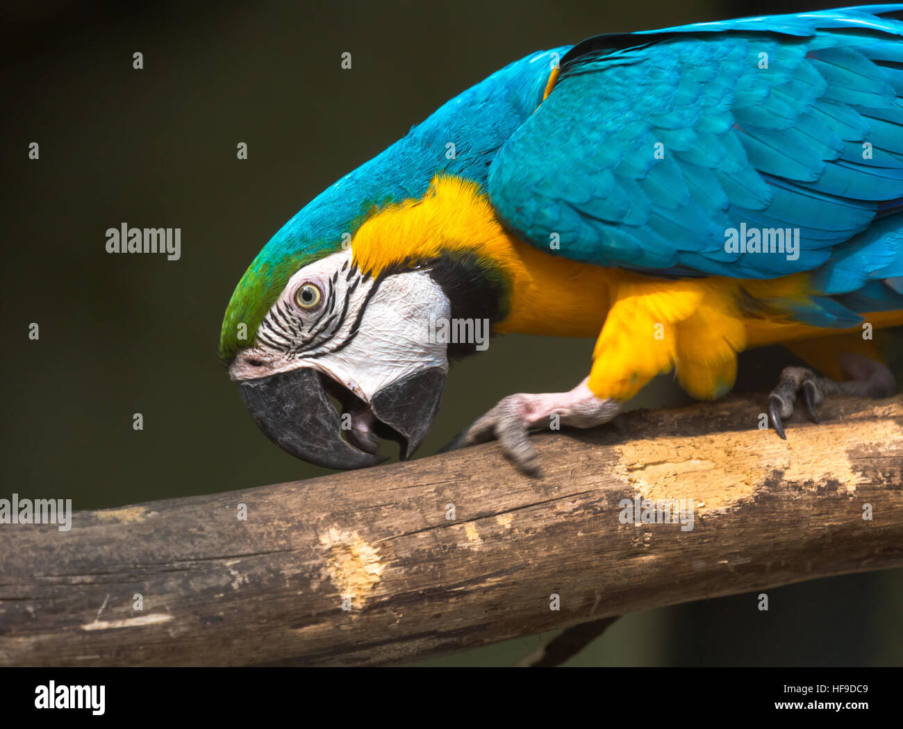 Bleu Jaune oiseau ara (close up) à un sanctuaire d'oiseaux à Kolkata, Inde. Banque D'Images