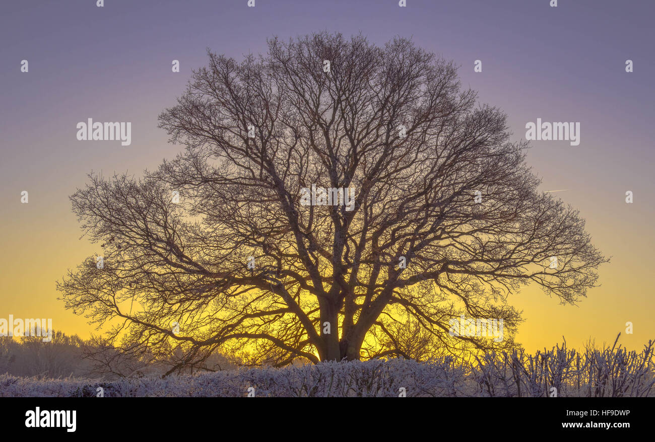 Arbre de chêne à l'aube Banque D'Images