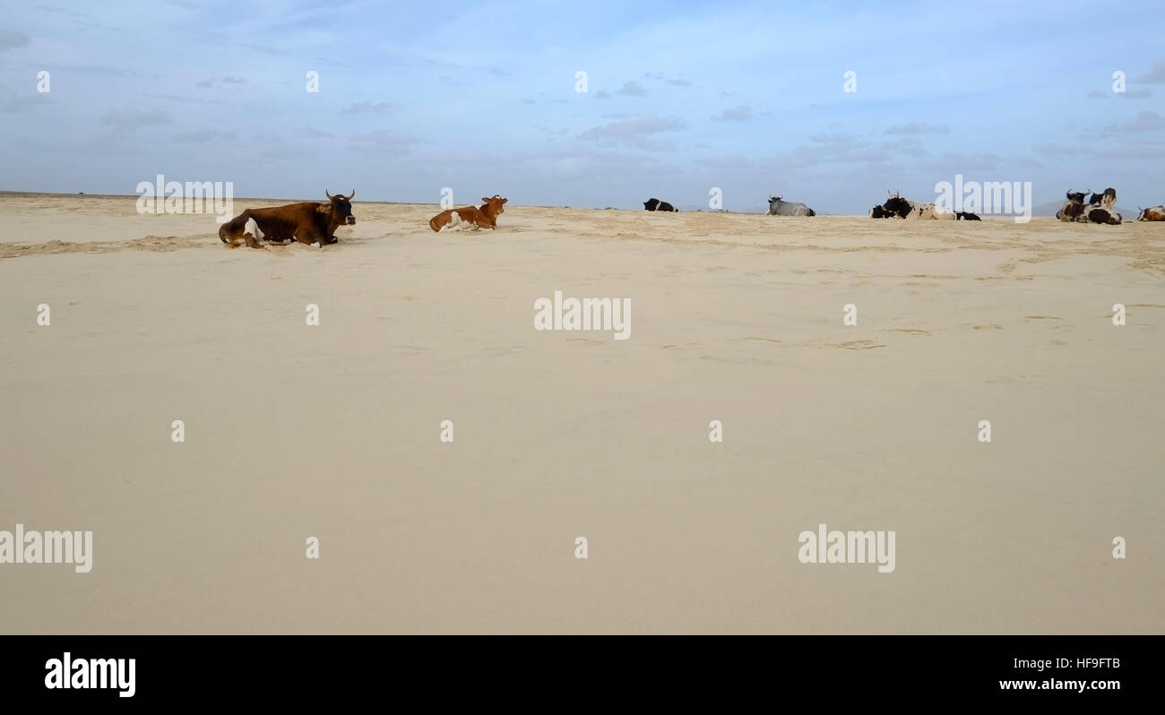 Le soleil sur la plage de bovins sur nombre de Boa Vista 3634 Banque D'Images