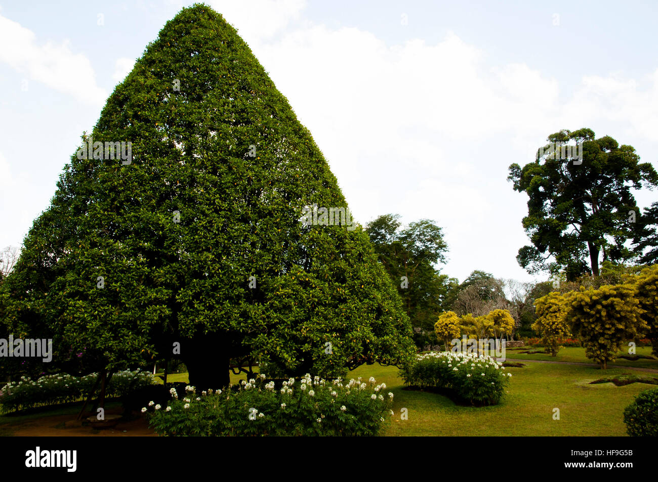 Royal Peradeniya Botanical Gardens - Kandy - Sri Lanka Banque D'Images