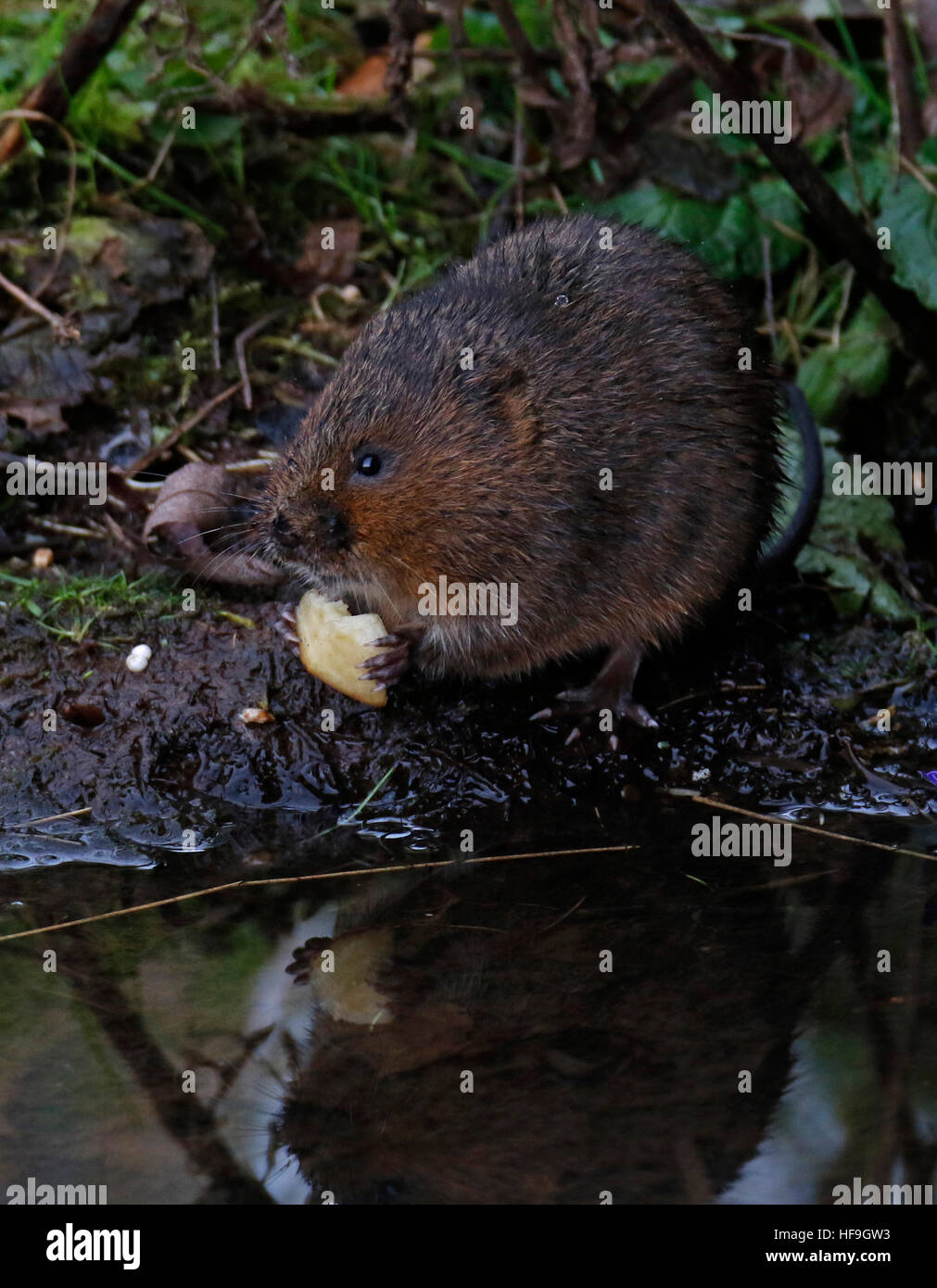 De l'eau européenne (Campagnol amphibie Arvicola) Banque D'Images