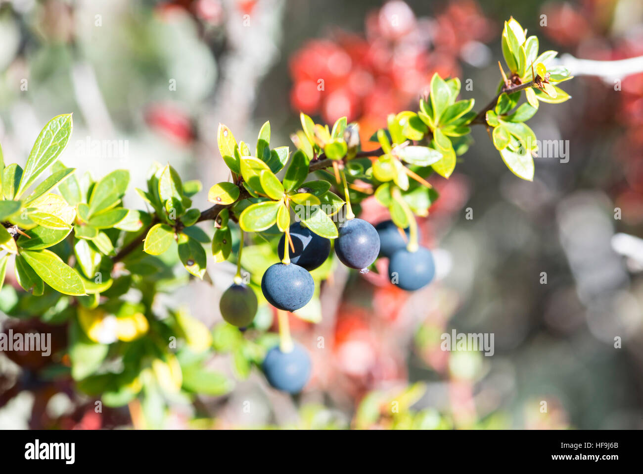 Calafate berry, bush Haberton, Patagonie, Argentine Banque D'Images