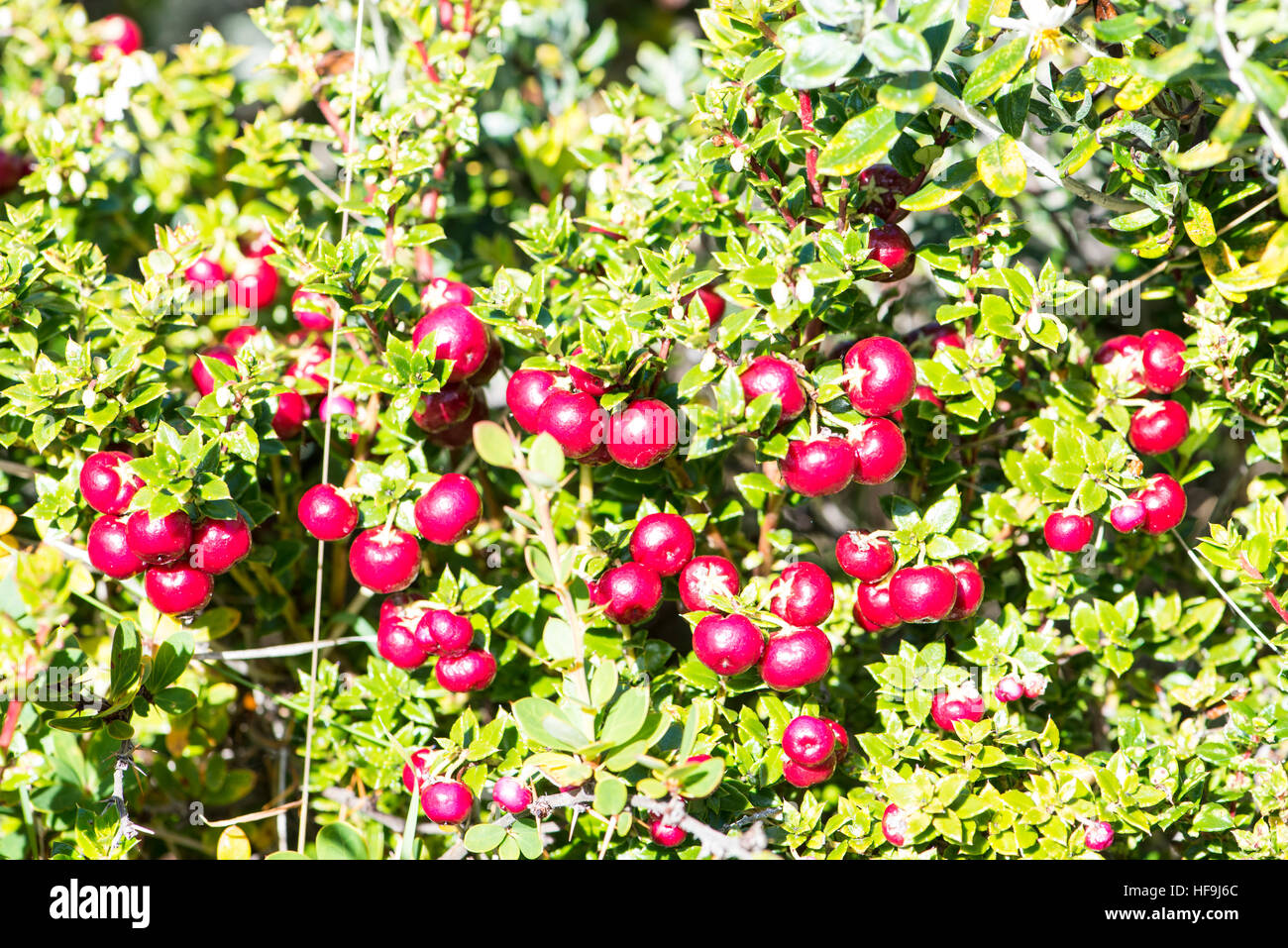 Petits fruits indigènes, bush Haberton, Patagonie, Argentine Banque D'Images