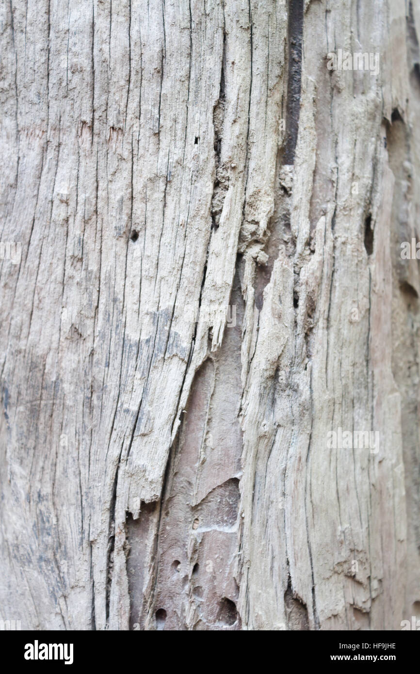 Arbre généalogique de texture background, stock photo Banque D'Images