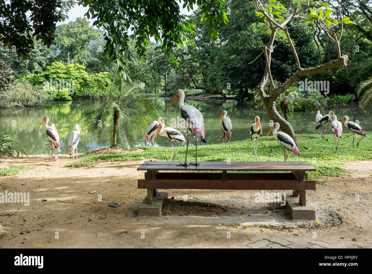 Un troupeau de Milky Stork au National Zoo, à Kuala Lumpur, en Malaisie. Banque D'Images