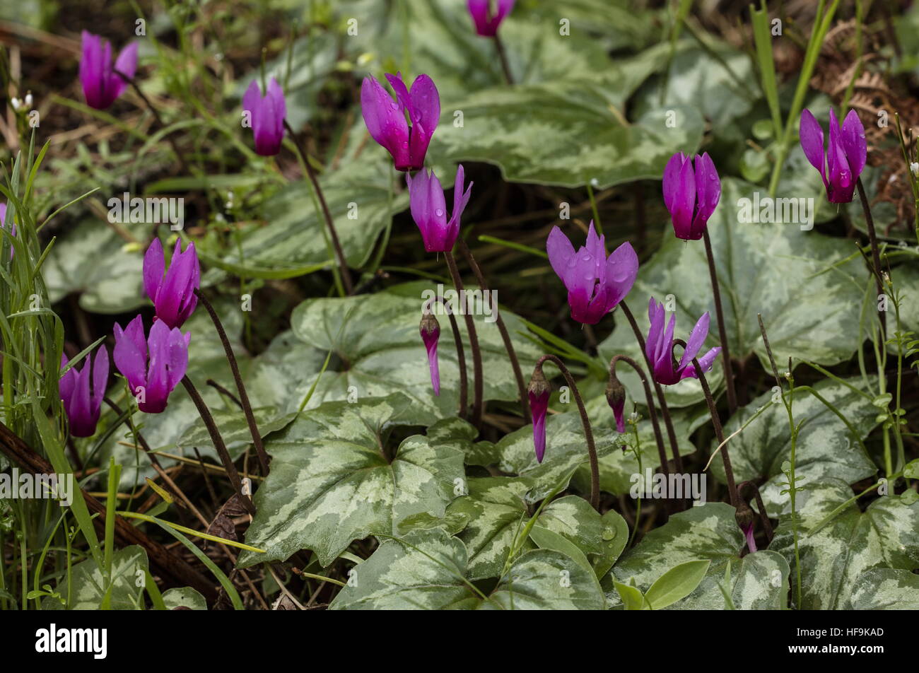 Le cyclamen repandum sowbread, printemps, à l'état sauvage sur le Col de Bavella, la Corse. Banque D'Images