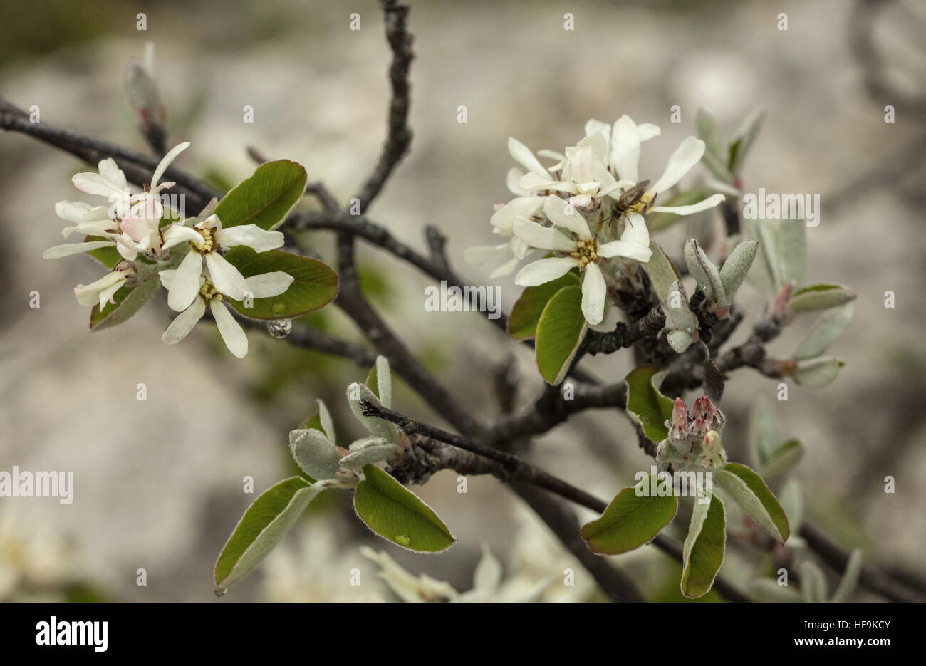 Snowy mespilus, Amelanchier ovalis en fleur au printemps, en Provence. Banque D'Images