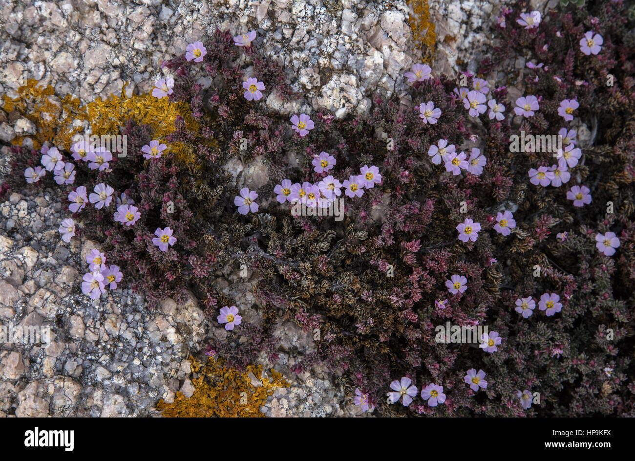 Frankenia laevis, heath la mer en fleurs sur les côtes de granite, la Corse. Banque D'Images