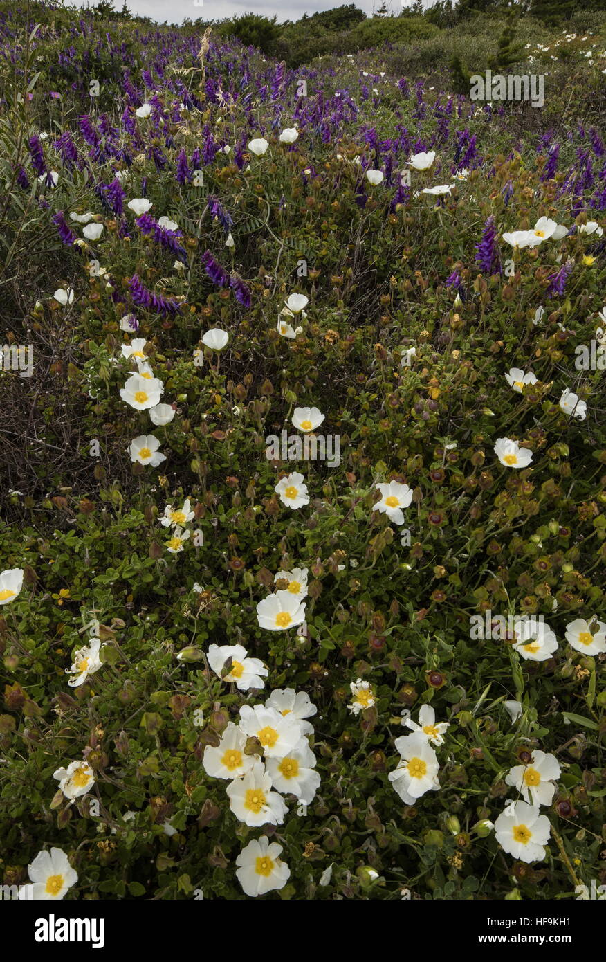 Peu dense maquis/garrigue, avec cistus salvifolius et vesce jargeau sur la côte sud-ouest de la Corse. Banque D'Images