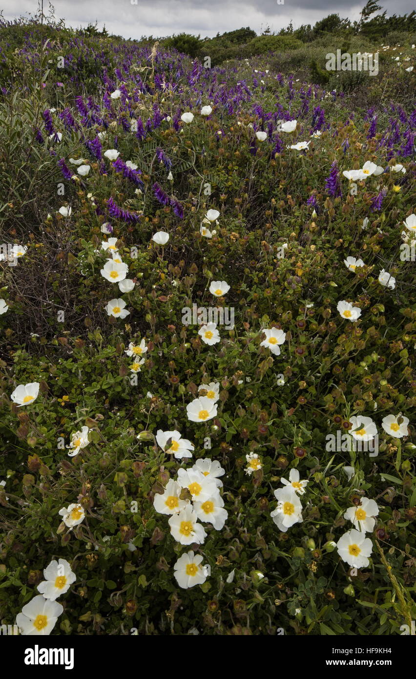 Peu dense maquis/garrigue, avec cistus salvifolius et vesce jargeau sur la côte sud-ouest de la Corse. Banque D'Images