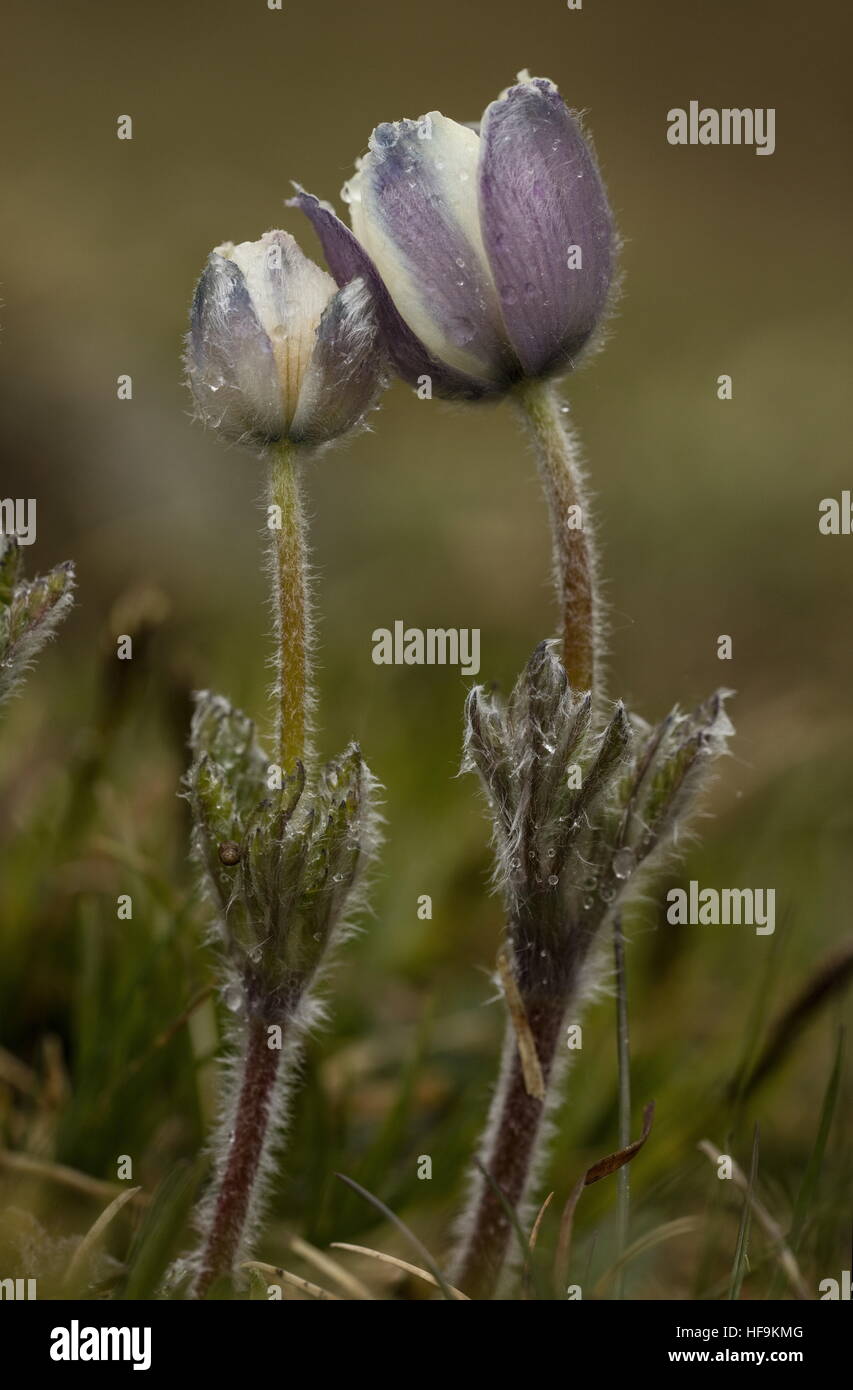 Anémone pulsatille des Alpes, Anemone alpina ssp. alpina à l'ouverture au printemps ; alpes maritimes. Banque D'Images