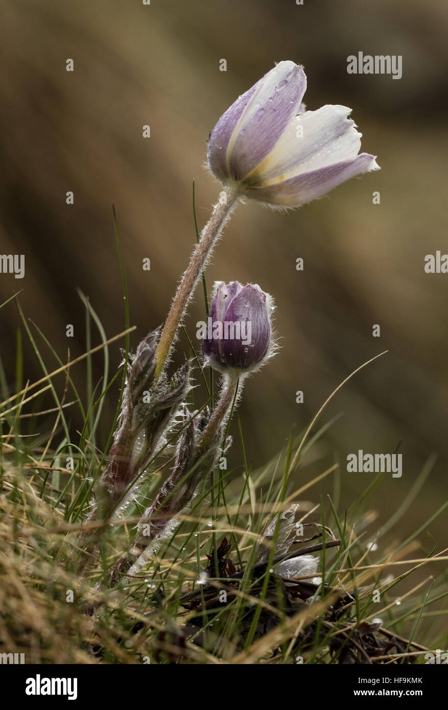 Anémone pulsatille des Alpes, Anemone alpina ssp. alpina à l'ouverture au printemps ; alpes maritimes. Banque D'Images