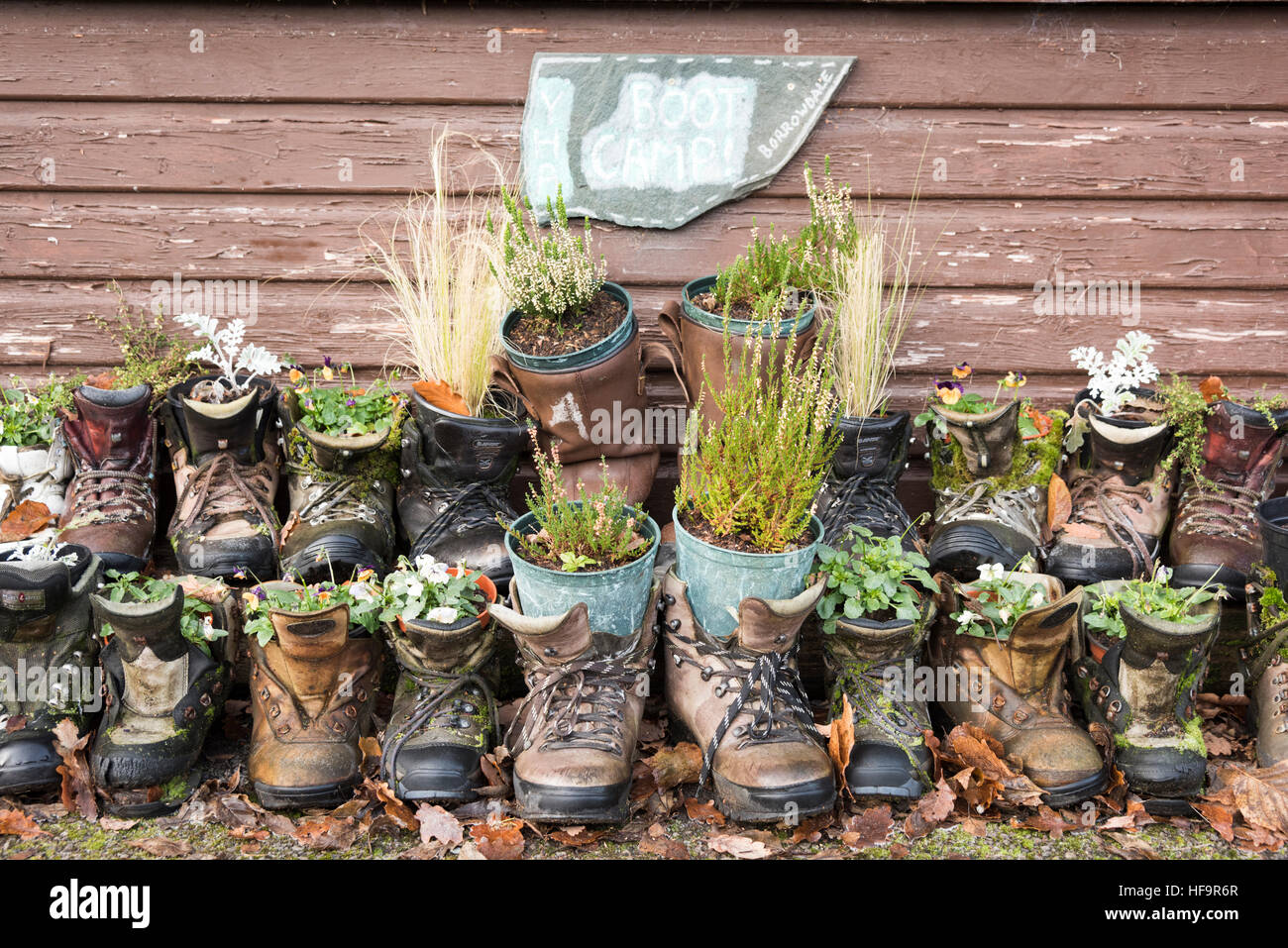 Les plantes qui poussent dans les vieilles bottes de marche dans un jardin à l'Borrowdale Association Auberge de Jeunesse dans le Lake District Cumbria UK Banque D'Images