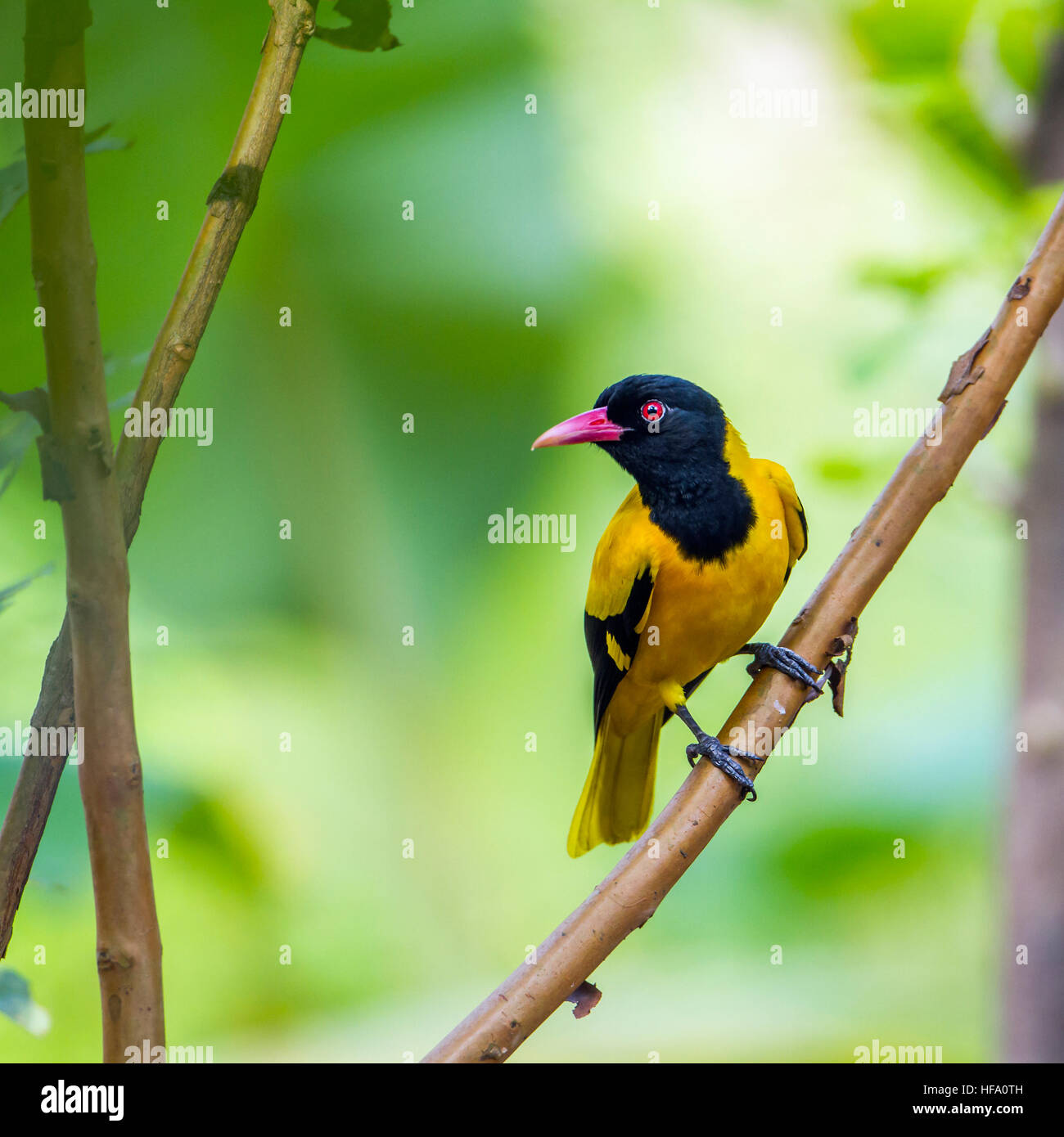 L'oriole à capuchon noir dans le parc national Minneriya, Sri Lanka ; espèce Oriolus xanthornus de la famille des Oriolidae Banque D'Images