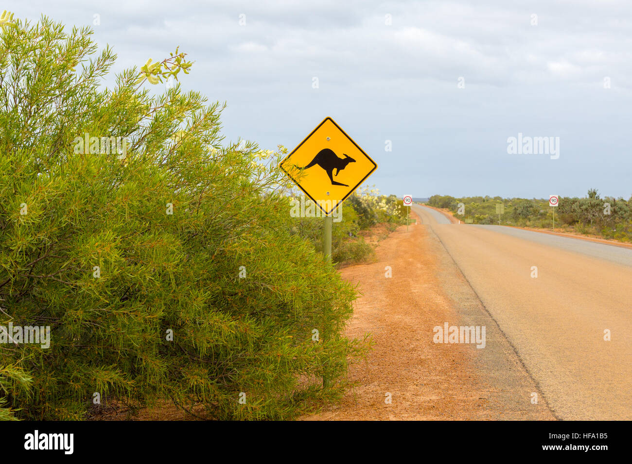 Inscrivez-kangourou, chemin de terre, dans l'ouest de l'Australie Banque D'Images