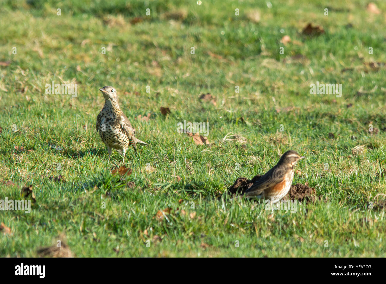 Fieldfare (Turdus pilaris) et redwing (Turdus iliacus), migrants d'hiver dans la famille de la muguet, se nourrissant dans un champ, Royaume-Uni, décembre Banque D'Images