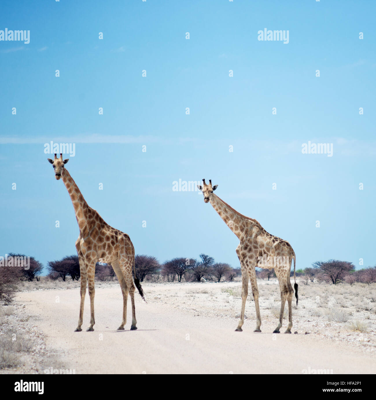 Deux girafes en Afrique Banque D'Images