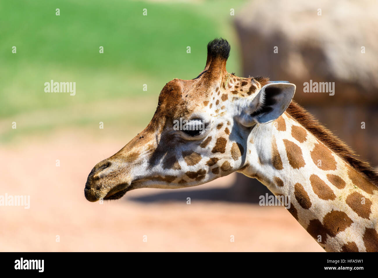 L'Afrique sauvage girafe tête Portrait Banque D'Images