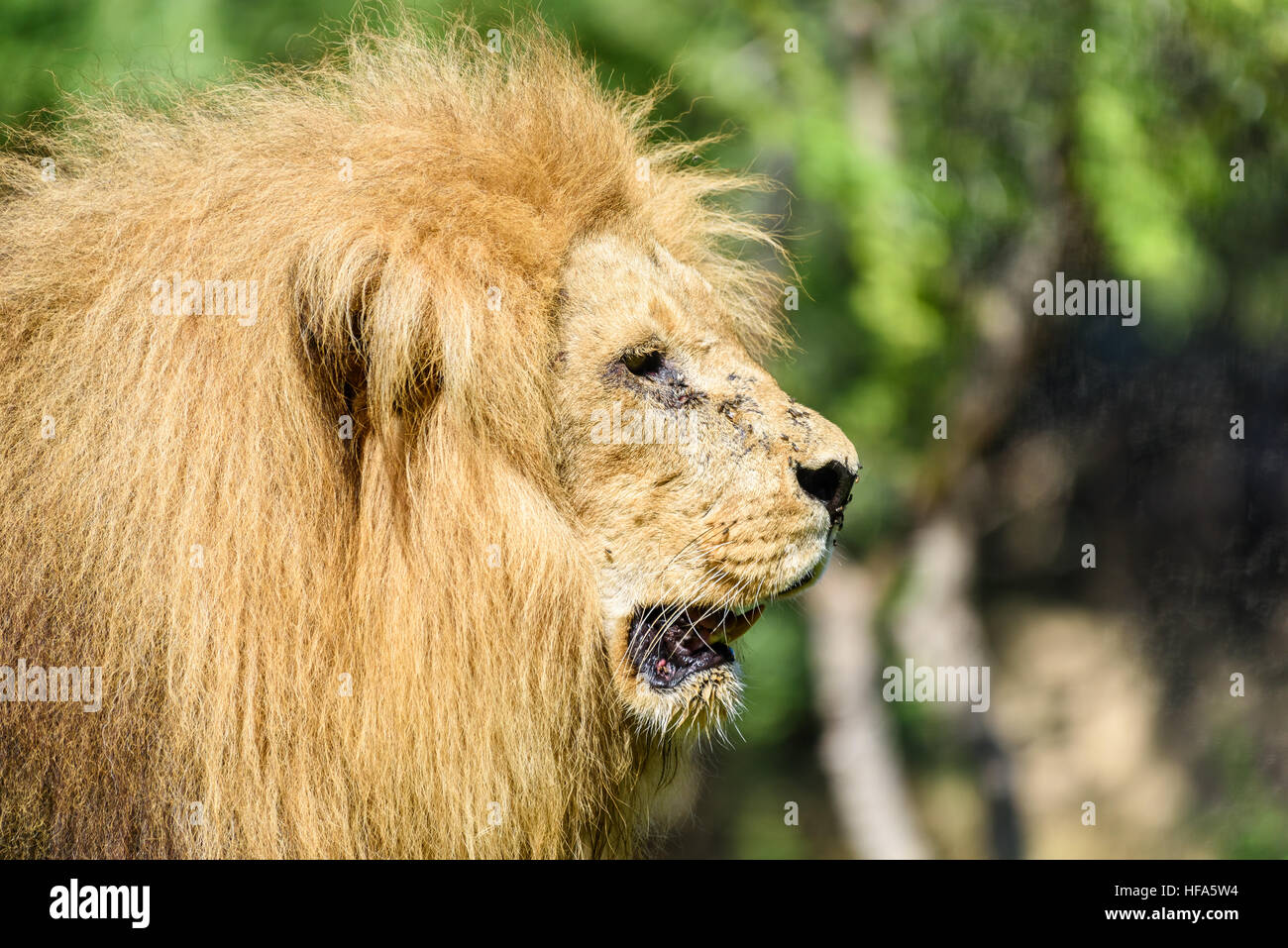 Wild African Lion King Portrait Banque D'Images