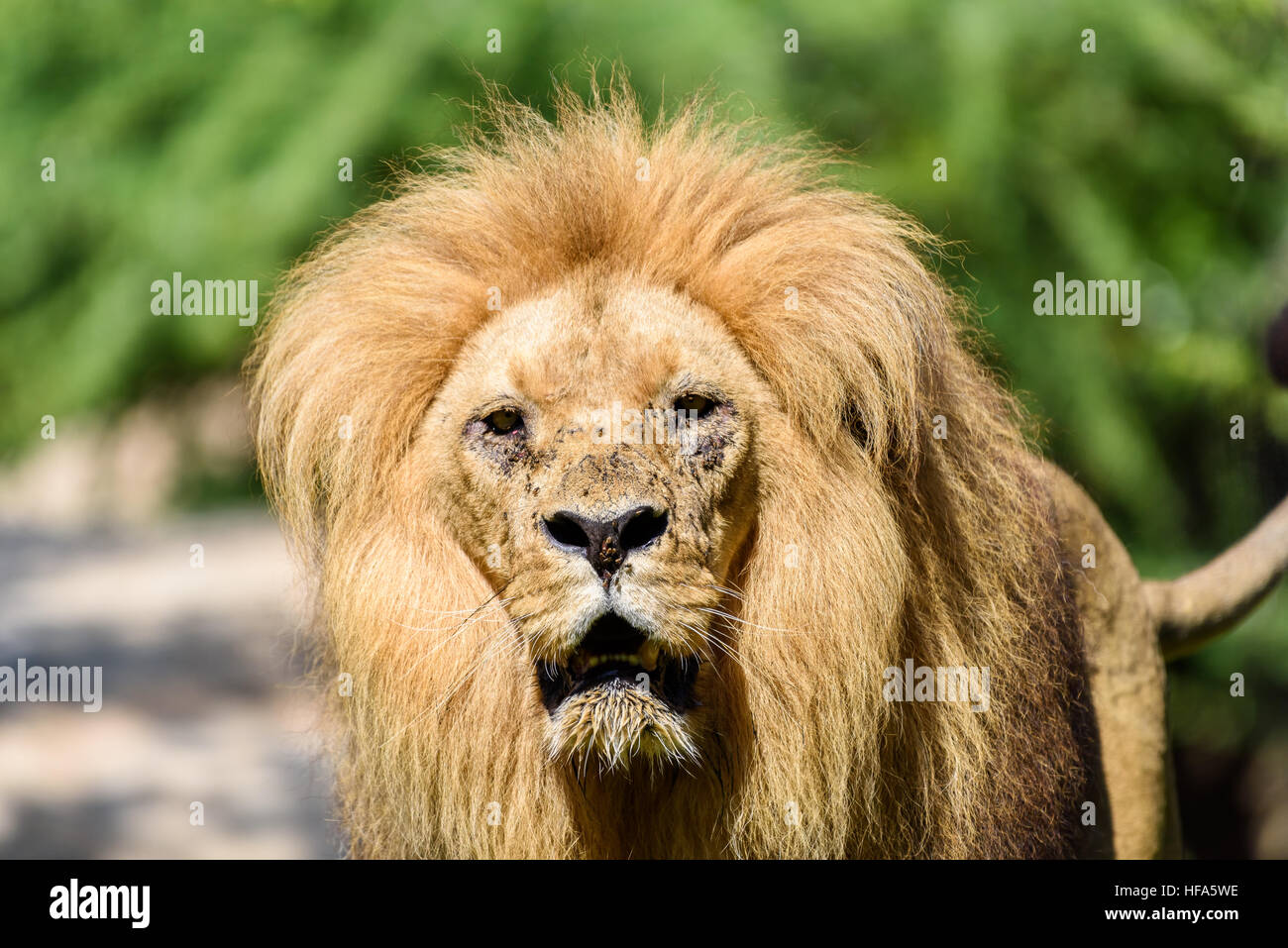 Wild African Lion King Portrait Banque D'Images