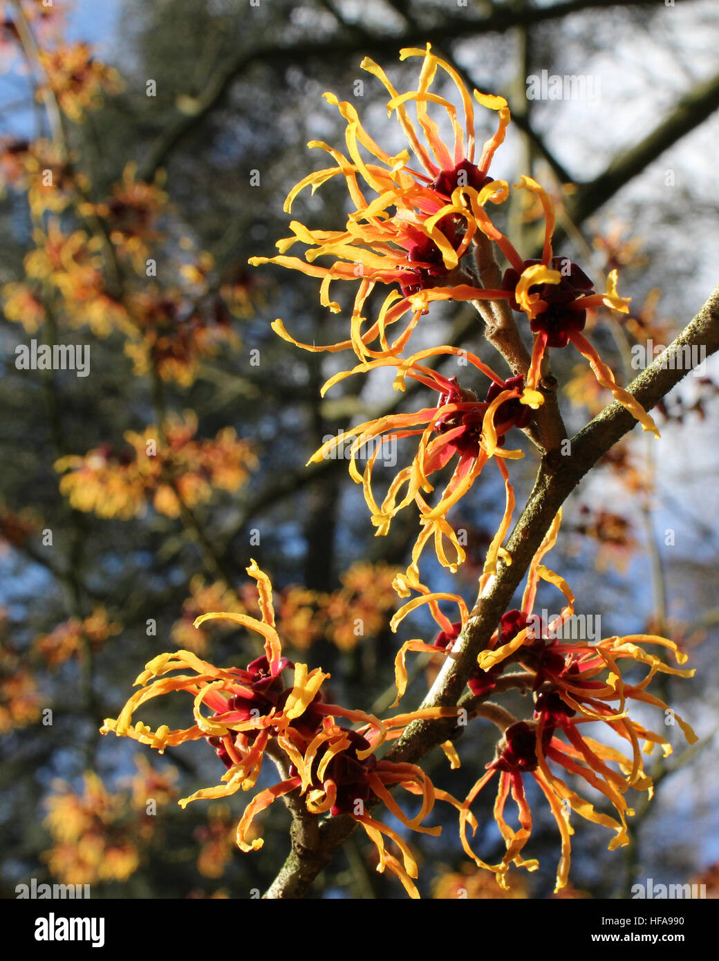 Les fleurs ensoleillées de cunninghamia lanceolata aussi connu que le chinois l'Hamamélis, un arbuste à fleurs originaire d'hiver en Chine. Banque D'Images