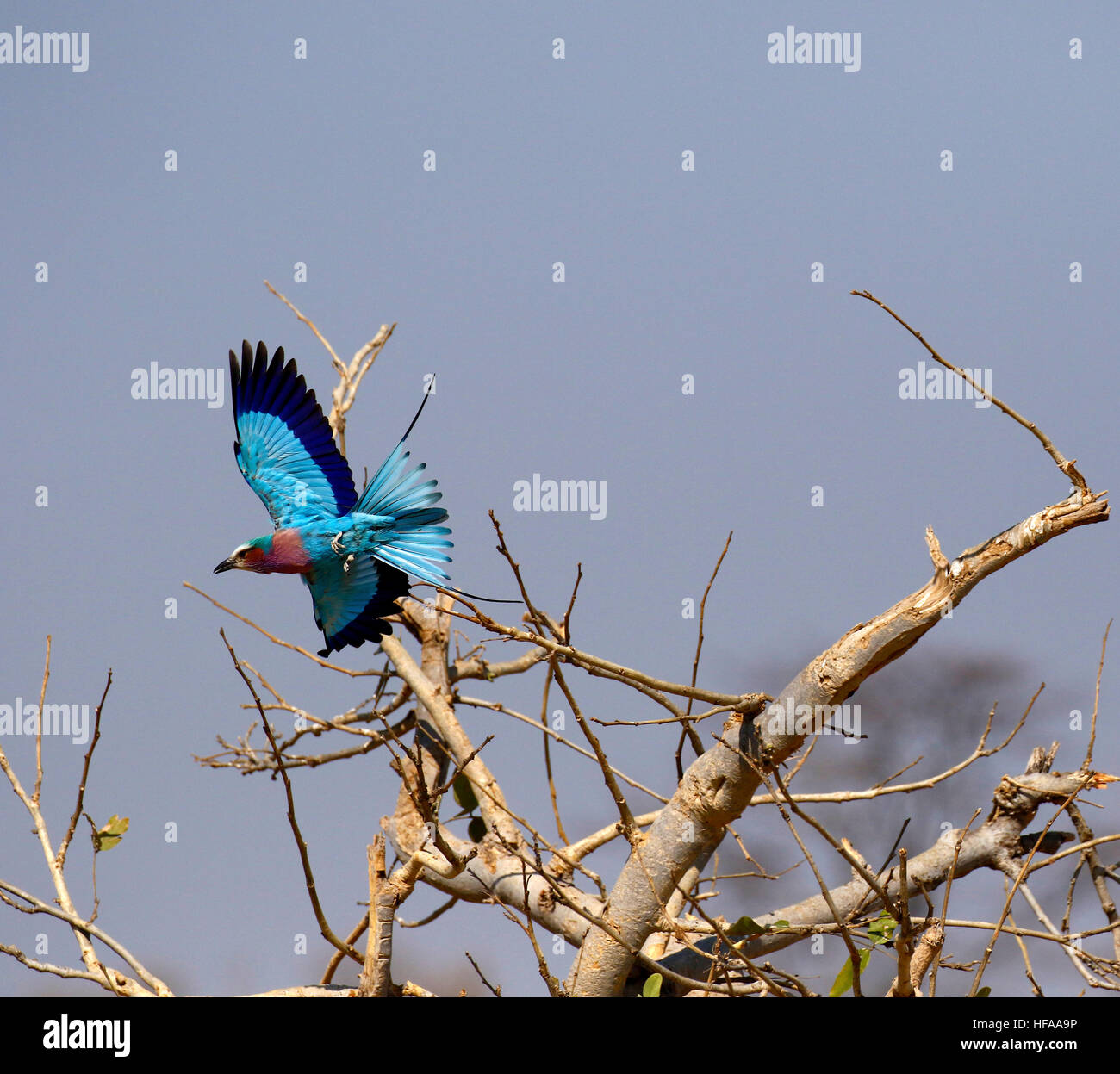 Le Lilac-breasted roller un oiseau en vol lorsque bleu violet rose et caudales plumage distribués Banque D'Images