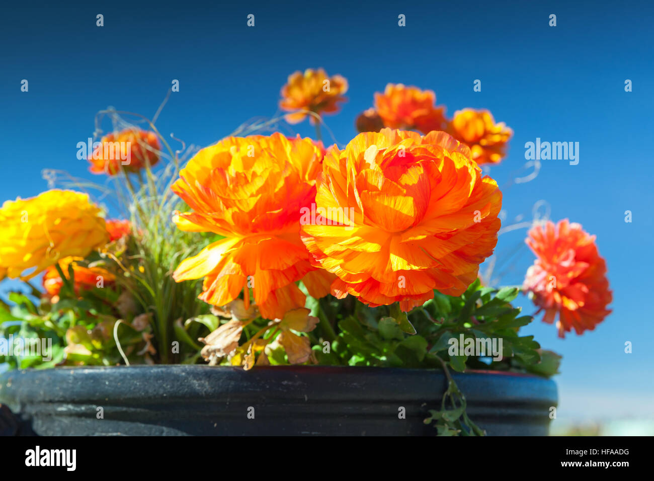 Jaune Rouge pivoines dans le jardin d'été sur fond de ciel bleu Banque D'Images