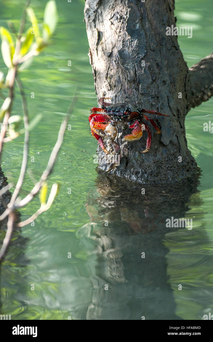 Sally Lightfoot Crab crabe falaise rouge minerai est assis sur une branche dans la mangrove, l'État de Ceara, Brésil Banque D'Images