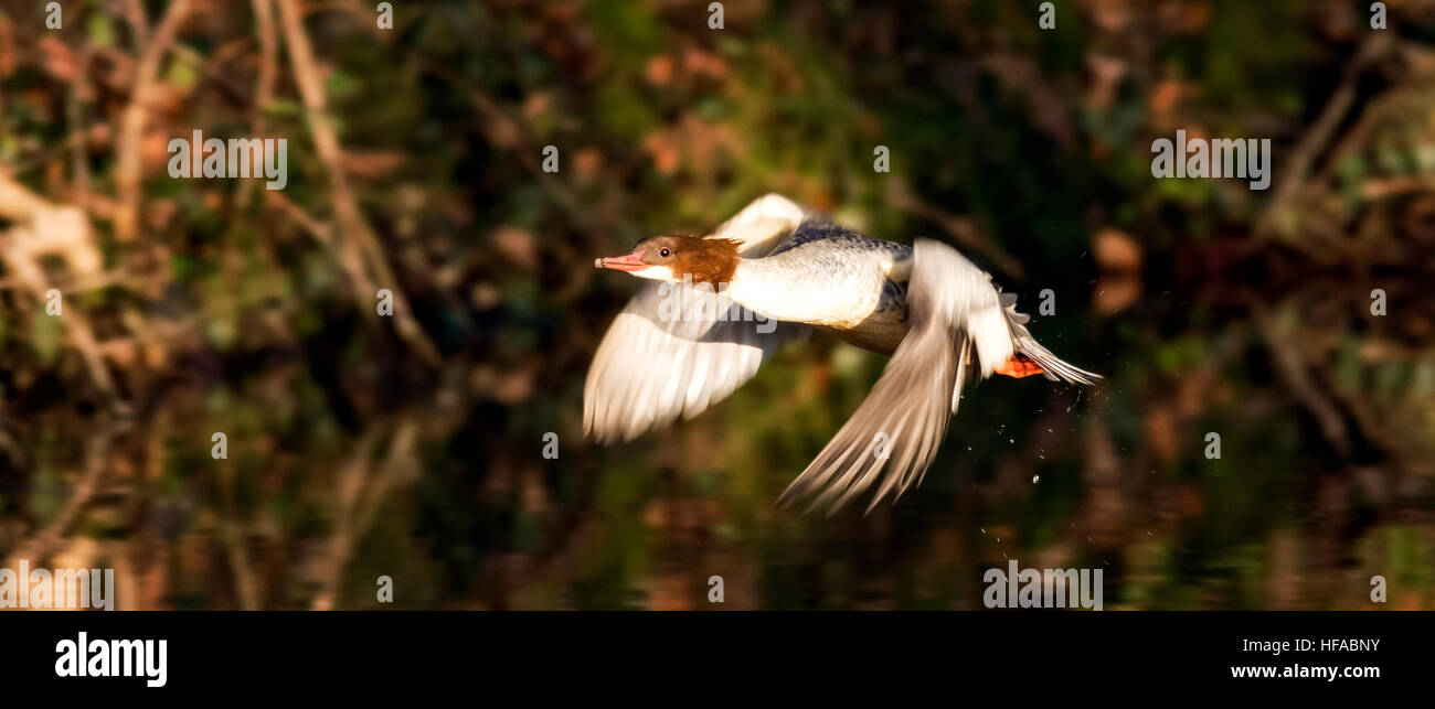 Harle bièvre en vol au-dessus d'un canal Lancaster réfléchissant Banque D'Images