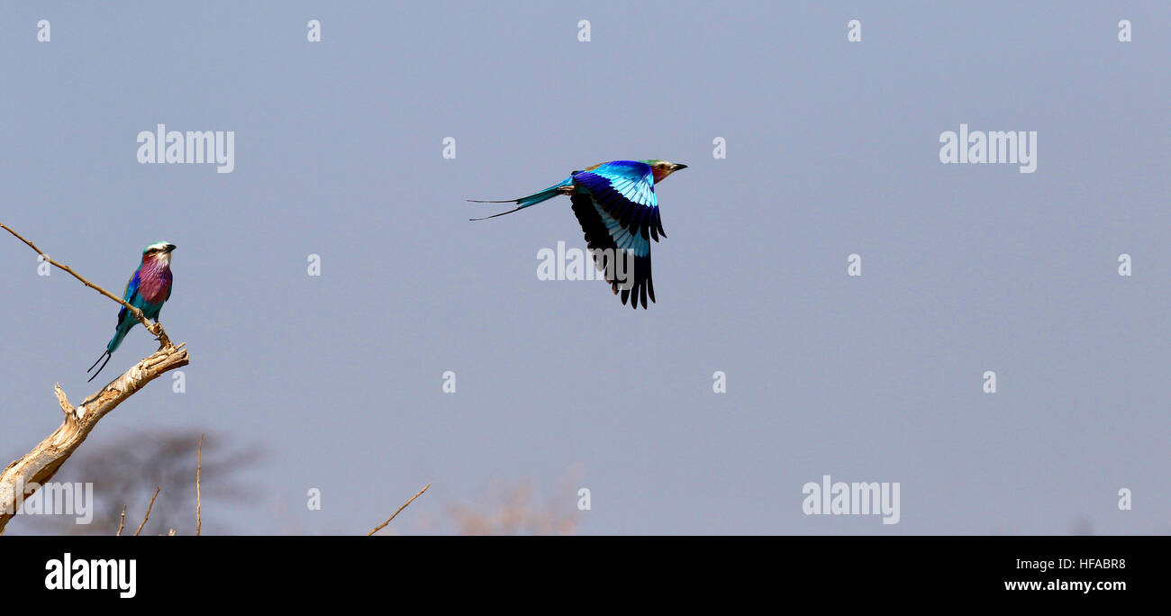 Le Lilac-breasted roller un oiseau en vol lorsque bleu violet rose et caudales plumage distribués Banque D'Images