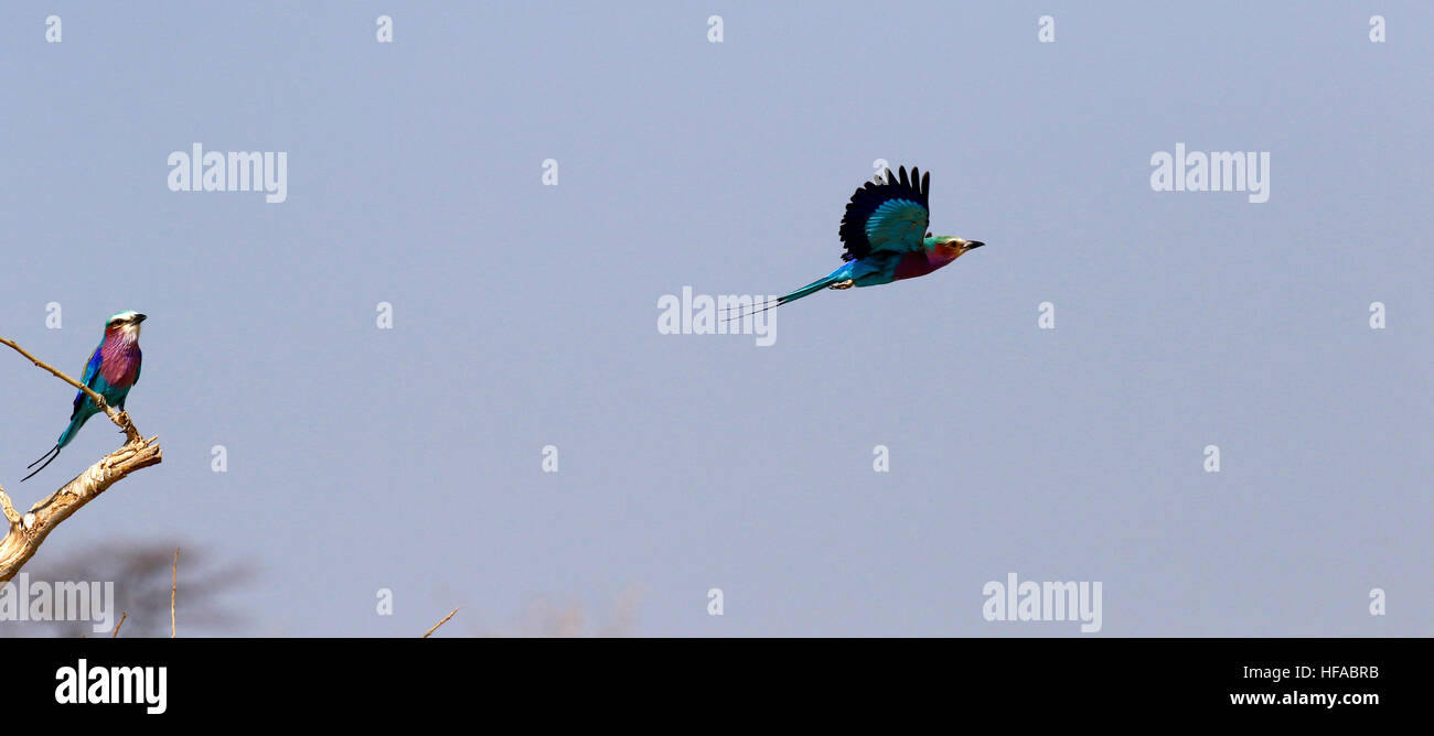 Le Lilac-breasted roller un oiseau en vol lorsque bleu violet rose et caudales plumage distribués Banque D'Images