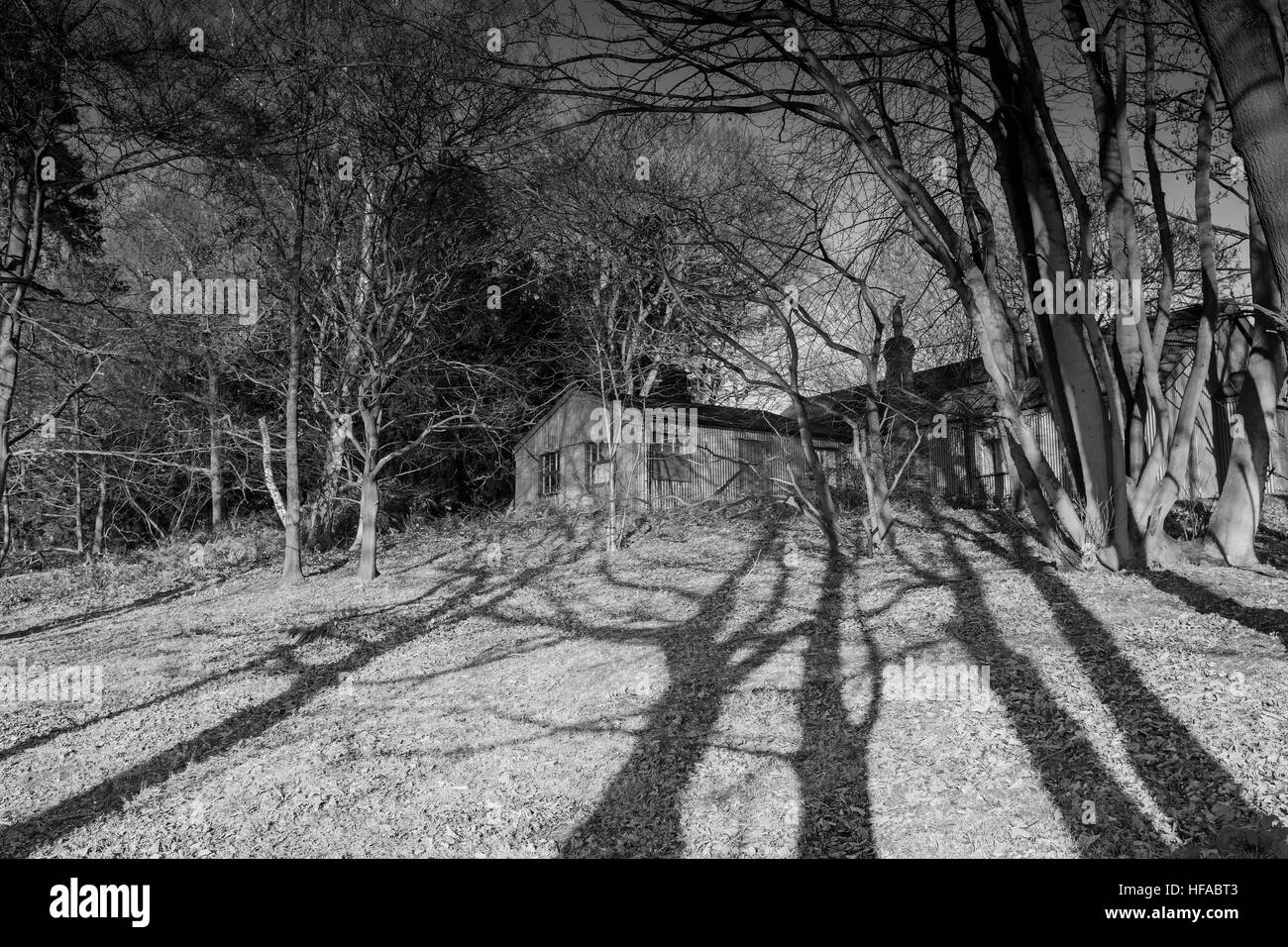 B&W spooky tree shadows menant à l'étain hut in forest Banque D'Images