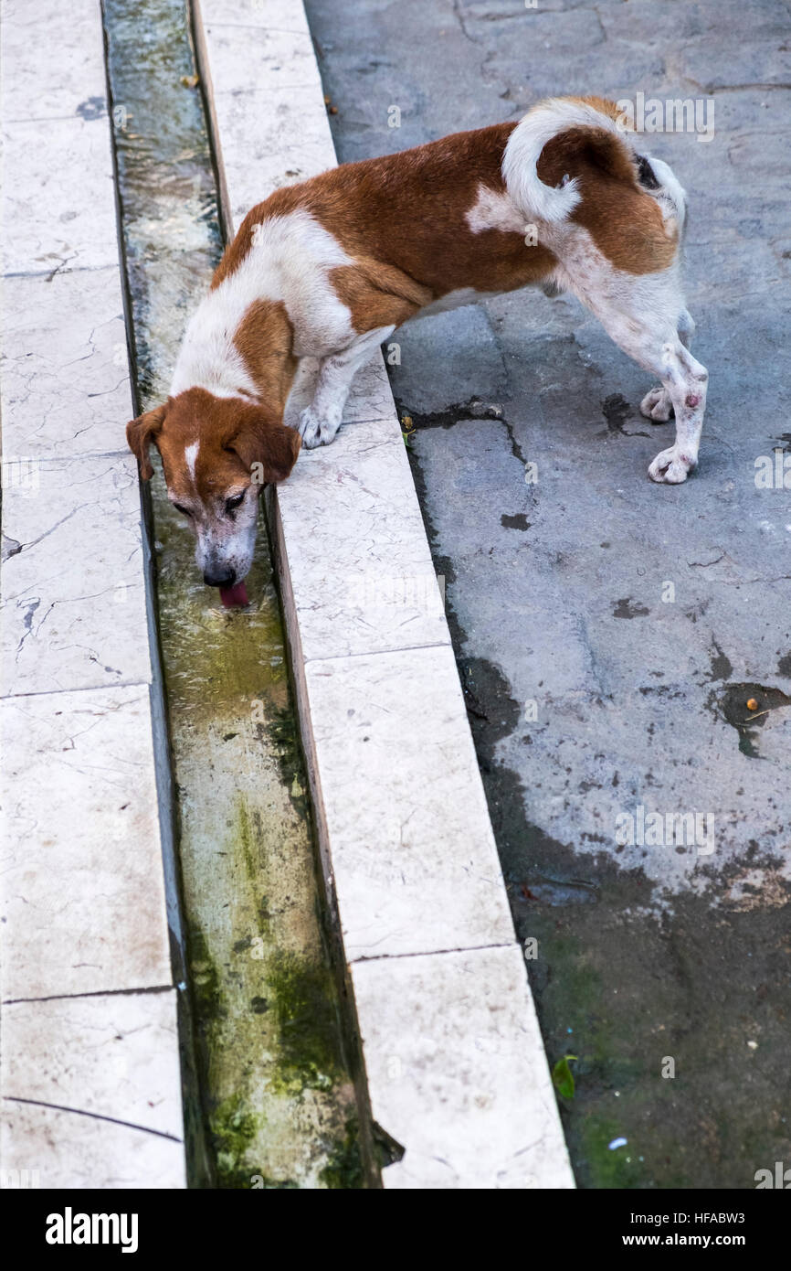Chien eau potable d'un canal dans la rue, Mercaderes, La Havane, Cuba. Banque D'Images