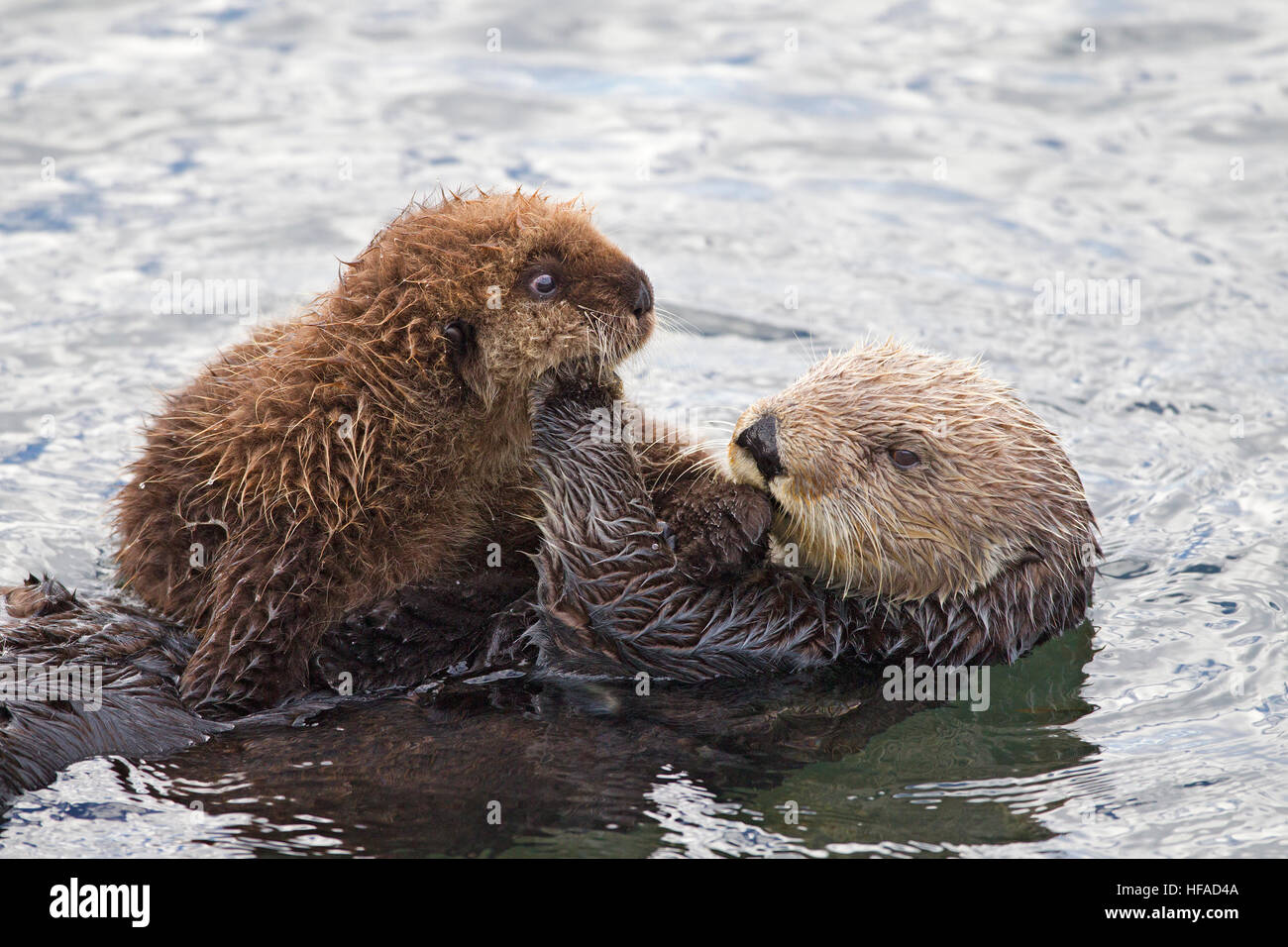 Maman Loutre De Mer Et Pup Photo Stock Alamy