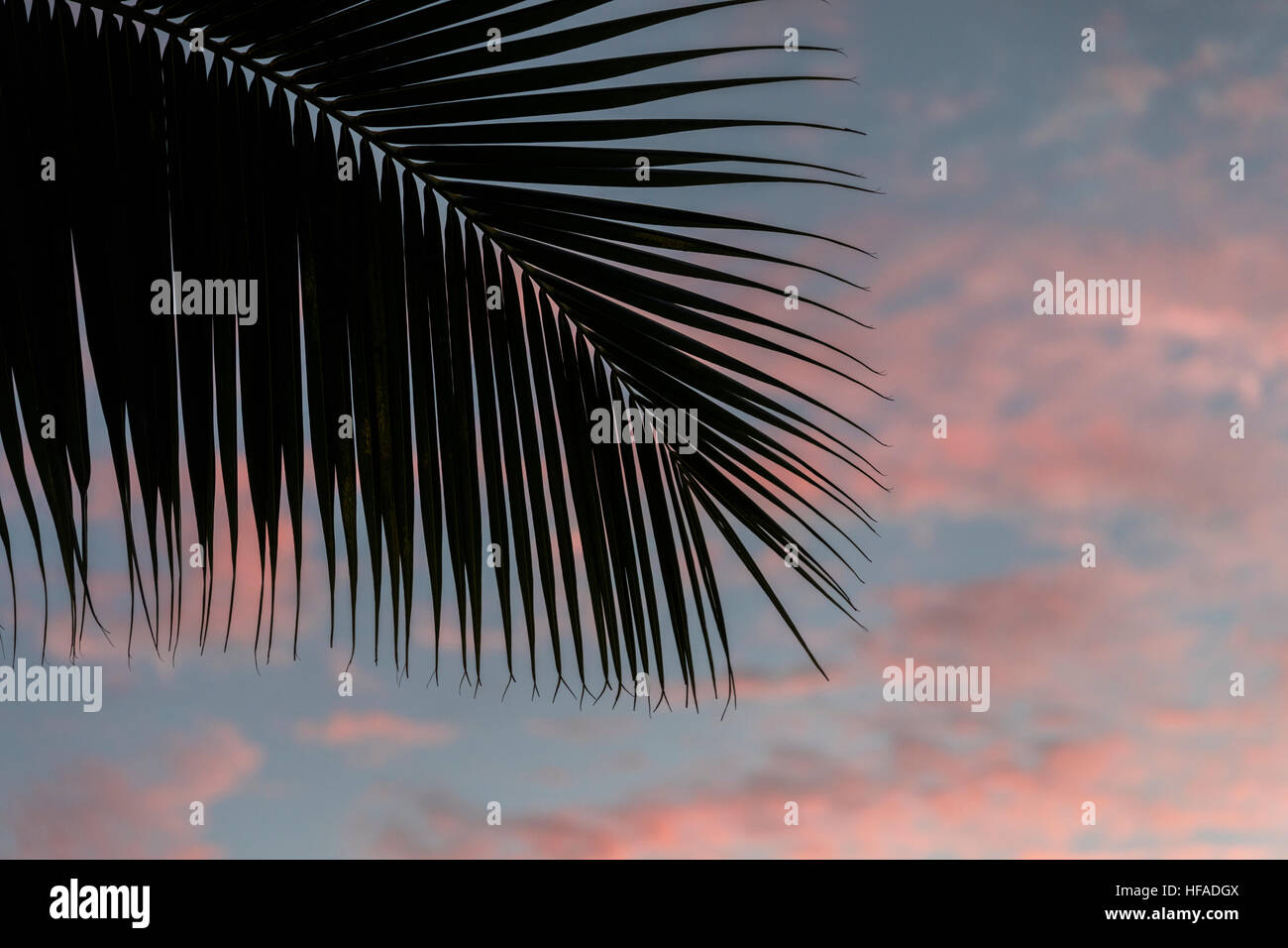 Retour allumé les feuilles de palmier au coucher du soleil à Ala Moana Beach Park sur Oahu. Banque D'Images