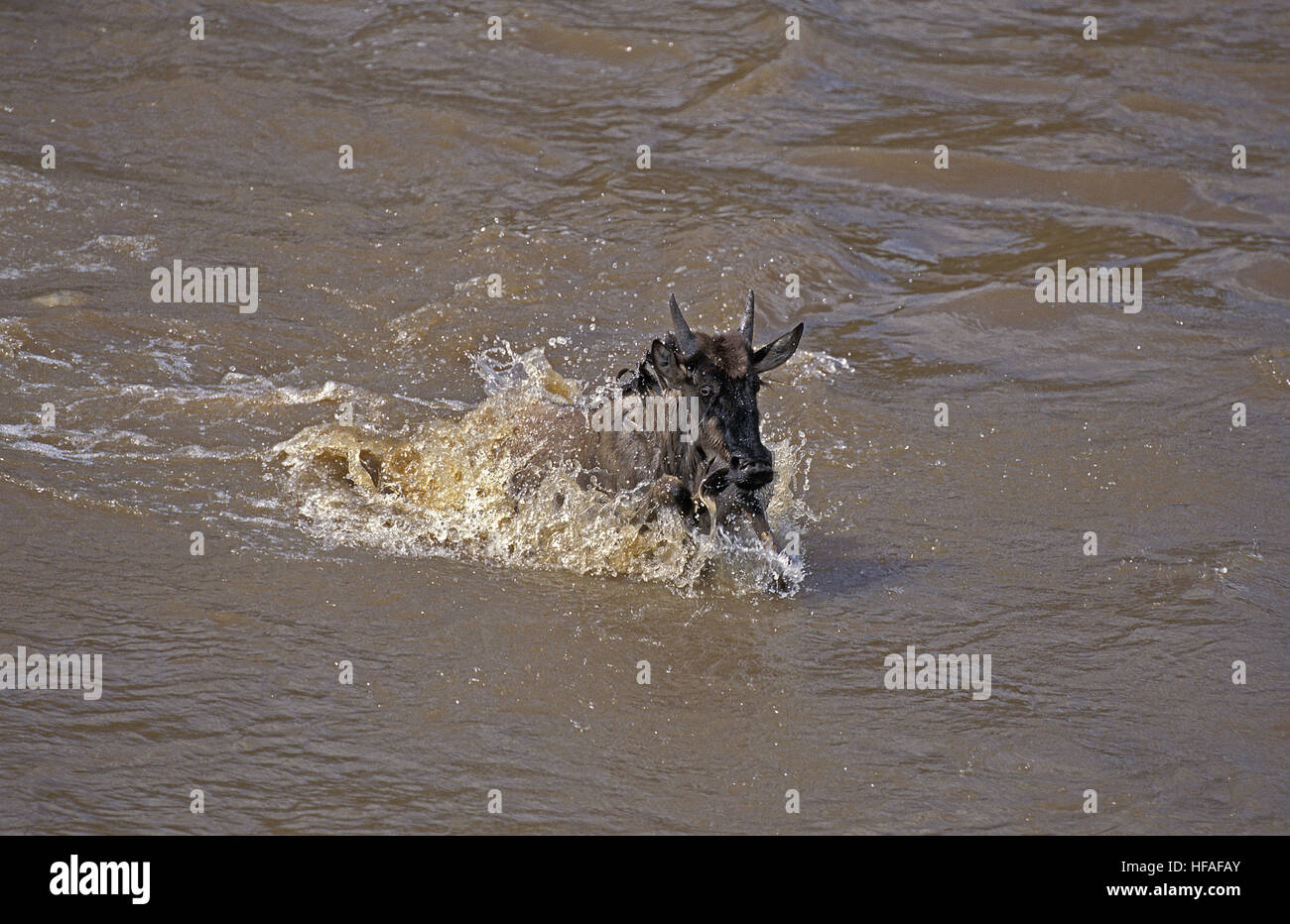 Le Gnou bleu, Connochaetes taurinus, traversant la rivière Mara, au cours de la migration du parc de Masai Mara au Kenya Banque D'Images