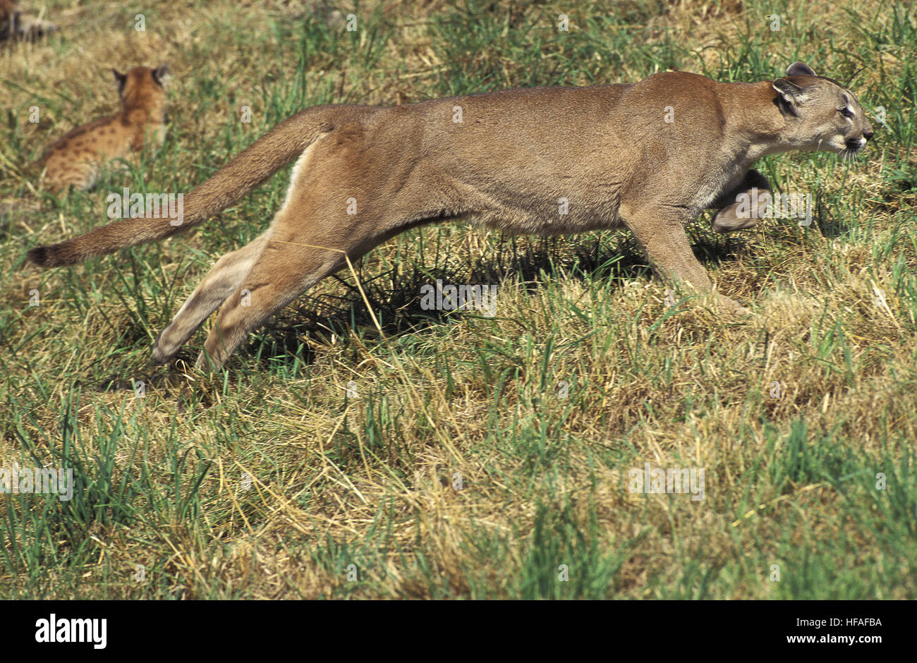 Cougar, Puma concolor, mère et son petit Banque D'Images