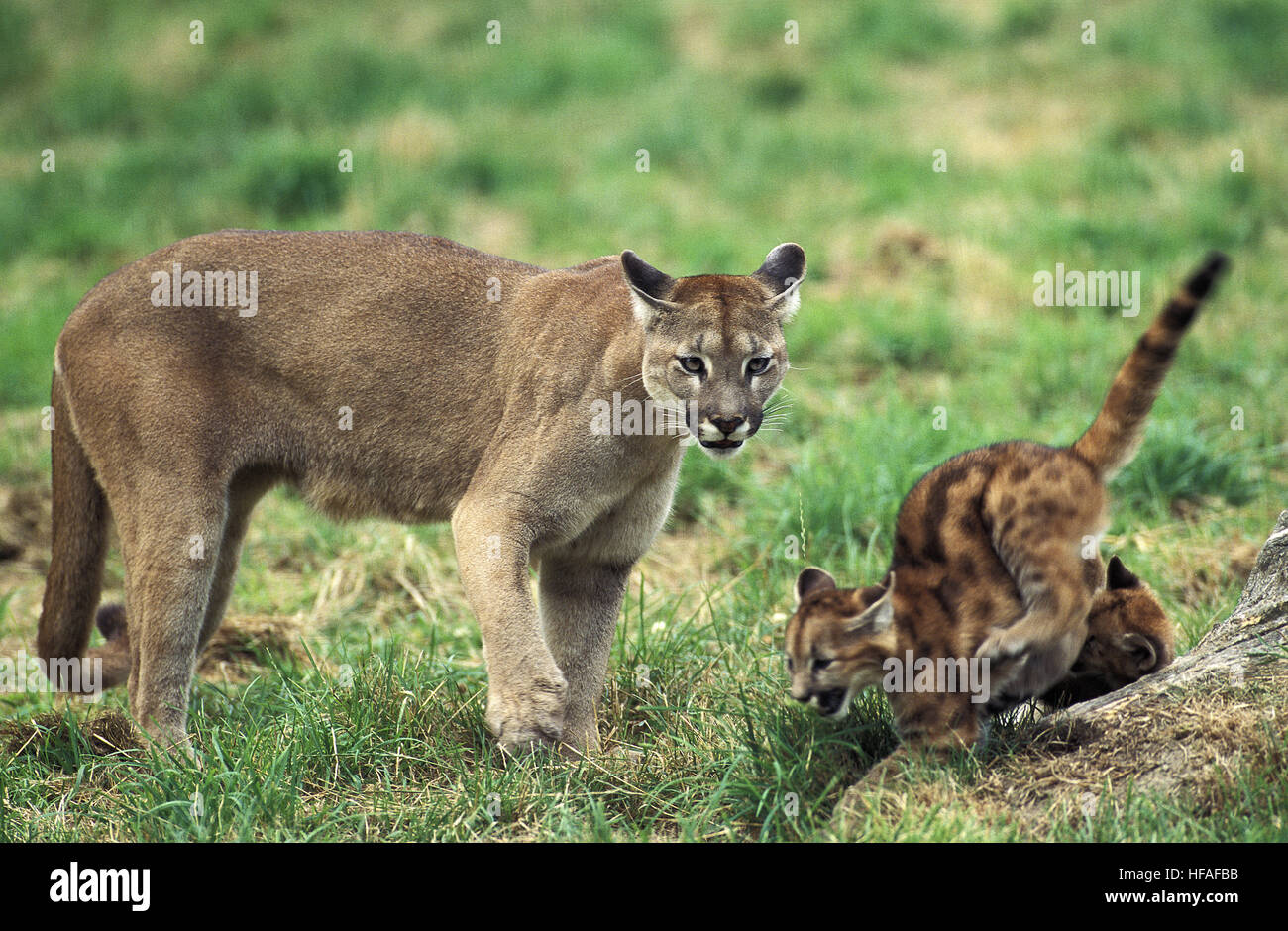 Cougar, Puma concolor, mère et son petit Banque D'Images