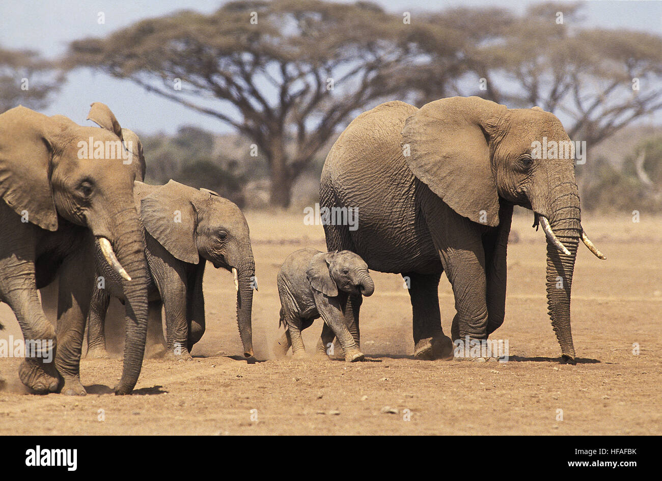 L'éléphant d'Afrique, Loxodonta africana, troupeau avec Mère et Youngs, parc de Masai Mara au Kenya Banque D'Images