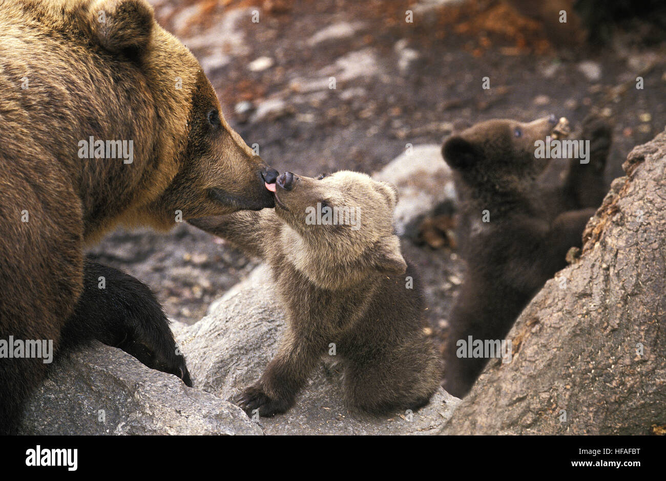 Ours brun, Ursus arctos, mère et son petit se lécher Banque D'Images