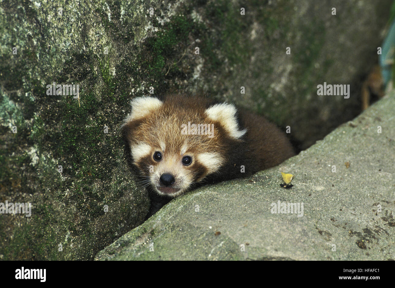 Le panda rouge, Ailurus fulgens, les jeunes Banque D'Images