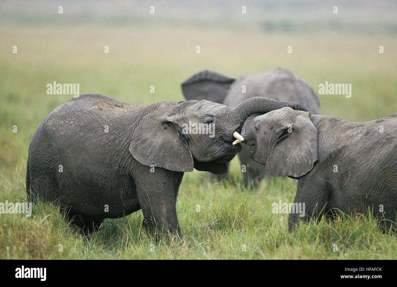 L'éléphant d'Afrique, Loxodonta africana, Youngs jouant, parc de Masai Mara au Kenya Banque D'Images