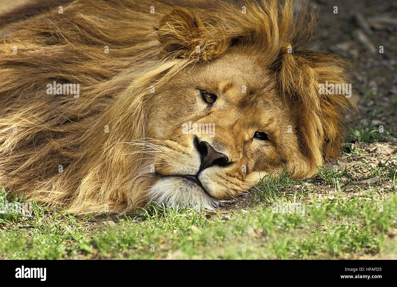 L'African Lion, Panthera leo, homme reposant Banque D'Images