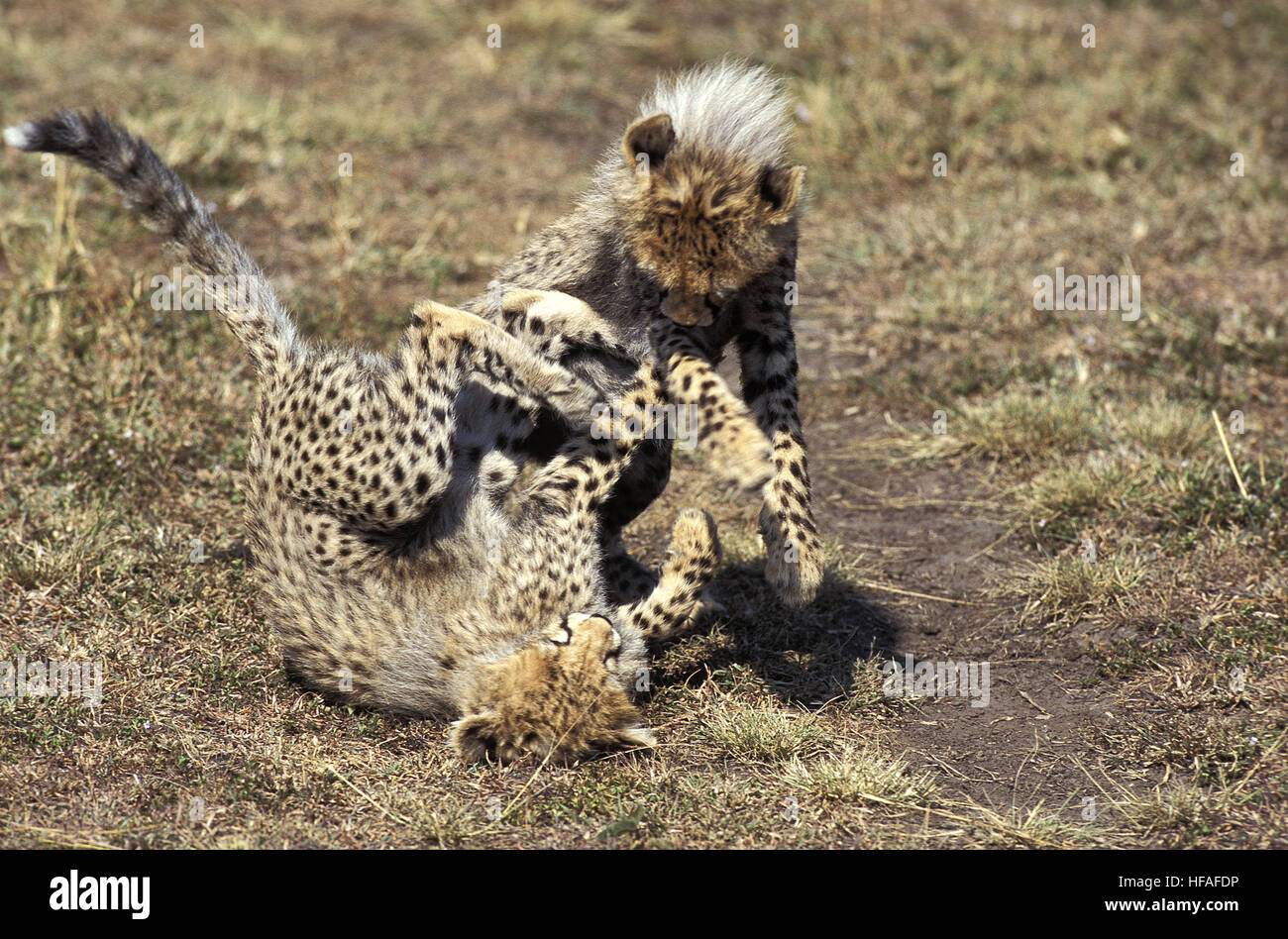 Le guépard, Acinonyx jubatus, Cub jouant, parc de Masai Mara au Kenya Banque D'Images